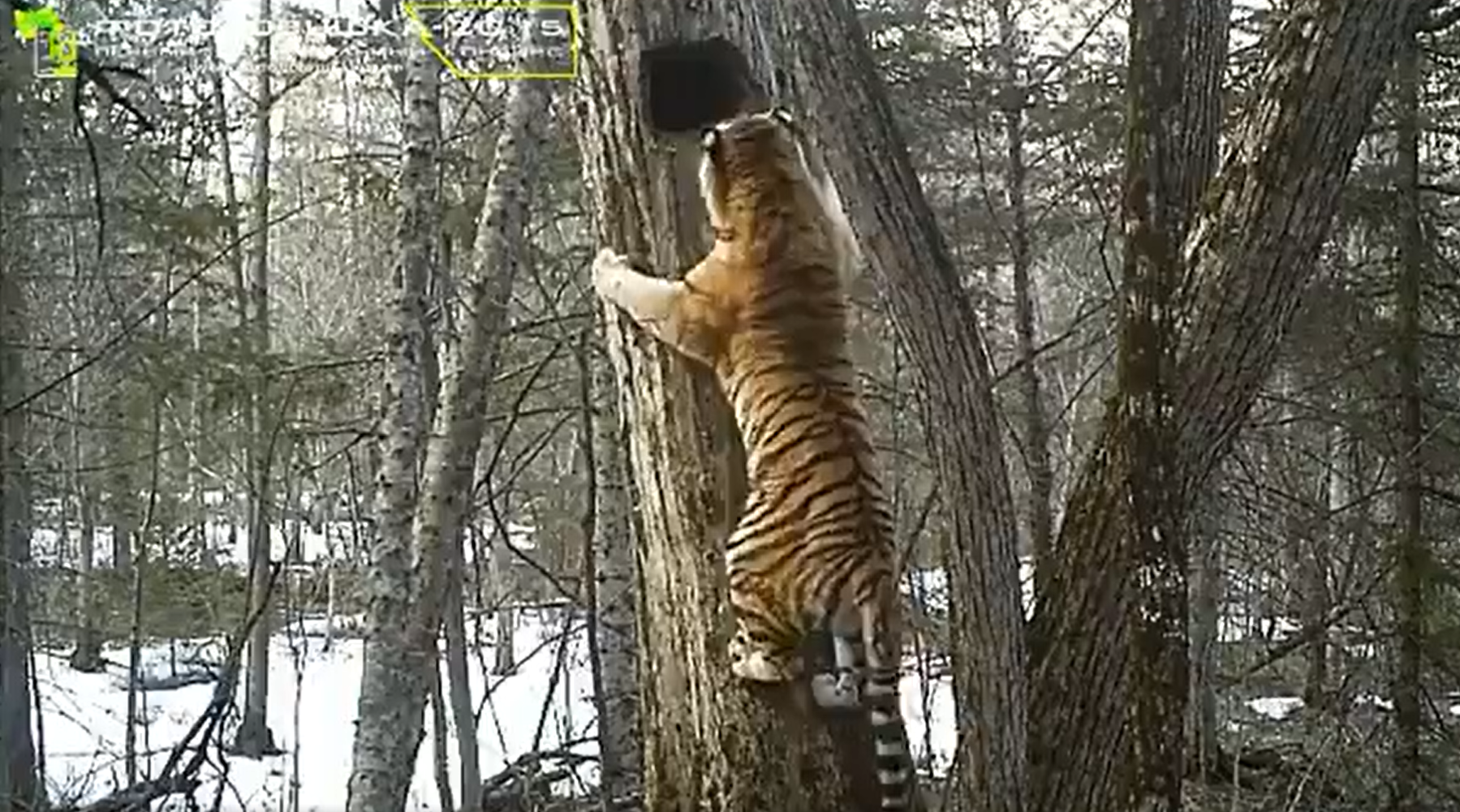 Hogy mászik fel a kiváncsi tigris a fára?
