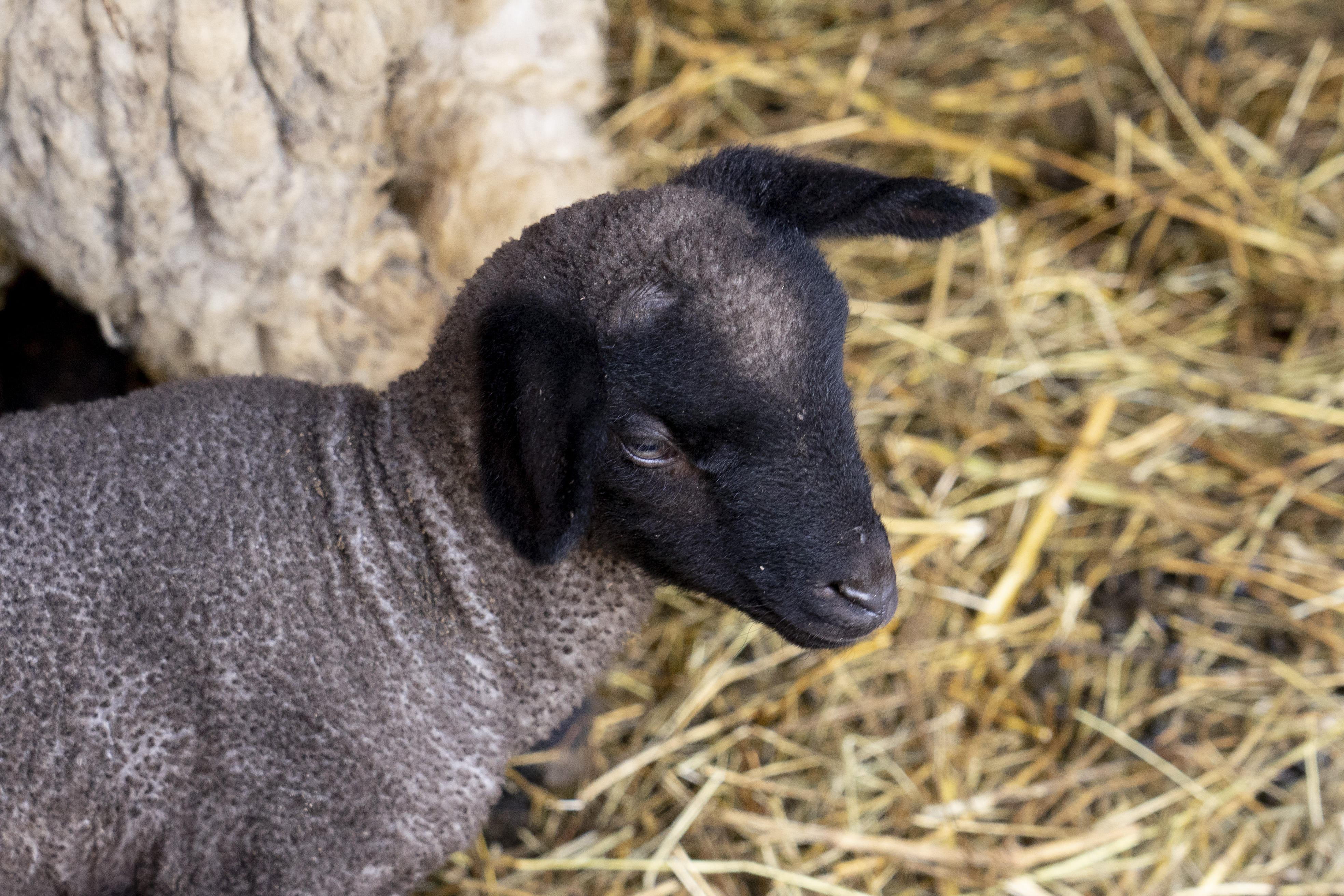 Megérkeztek a menetrend szerinti cigája bárányok a Debreceni Állatkertbe
