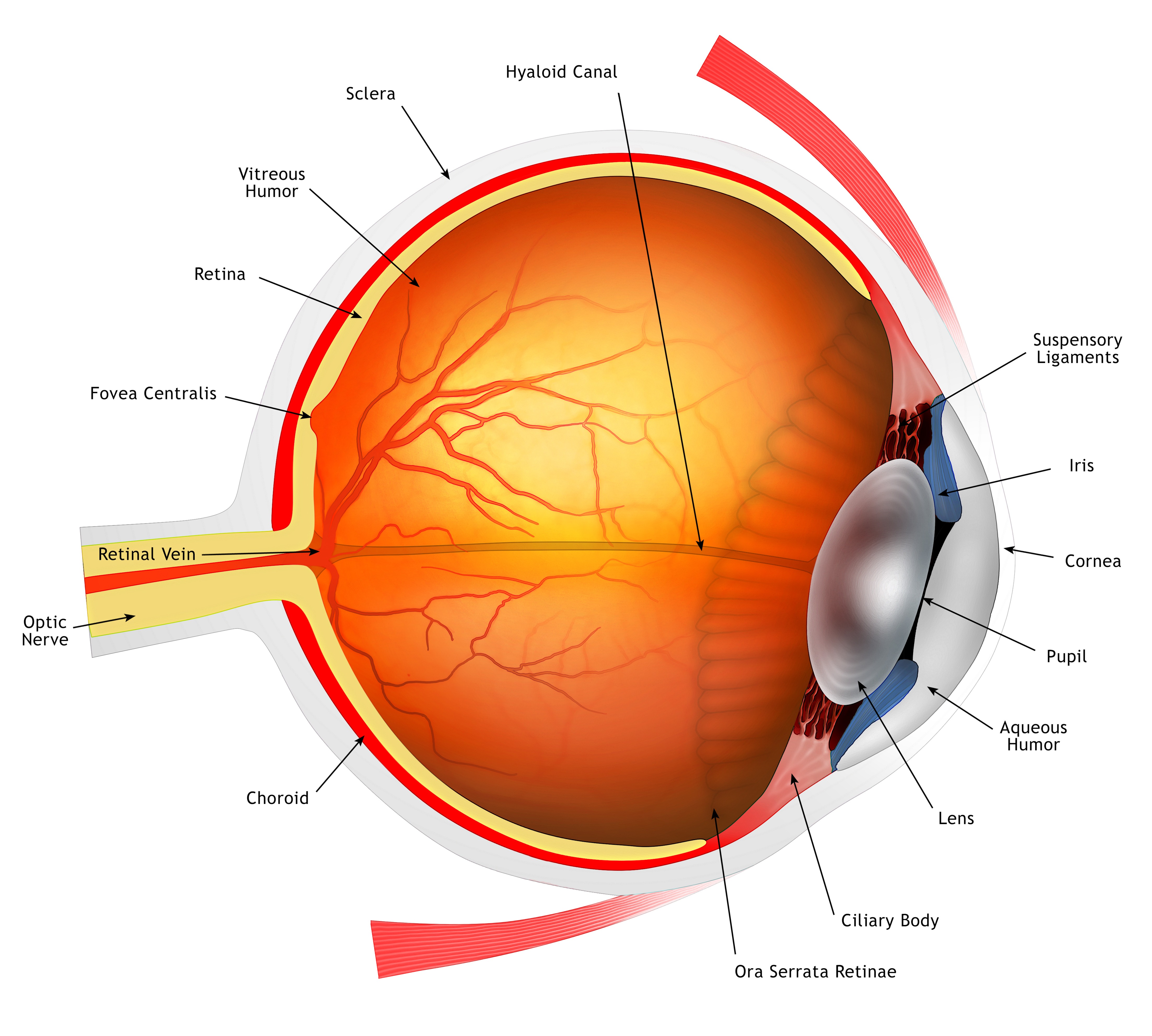 Magyar kutató vezetésével sikerült működő emberi retinát létrehozni laboratóriumi körülmények között