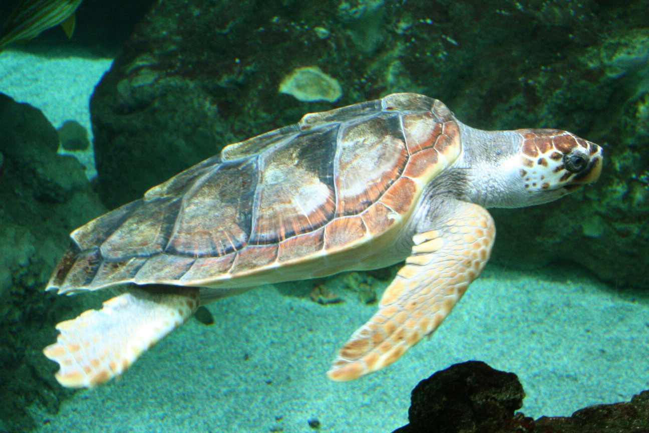 A teknősök a szaga miatt tévesztik össze a műanyagot az élelemmel