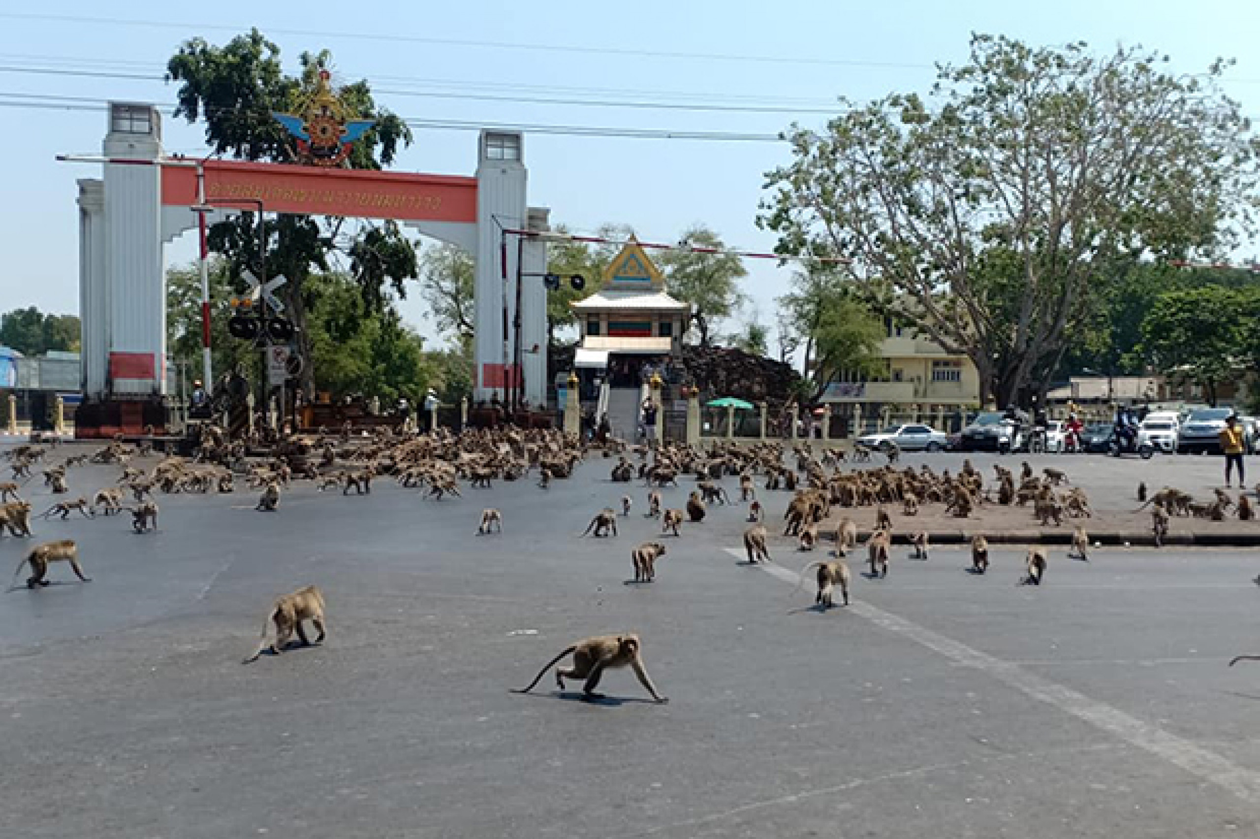 Нашествие обезьян. Лопбури город обезьян. Лопбури Таиланд. Тайланд город обезьян. Таиланд обезьяны атакуют.