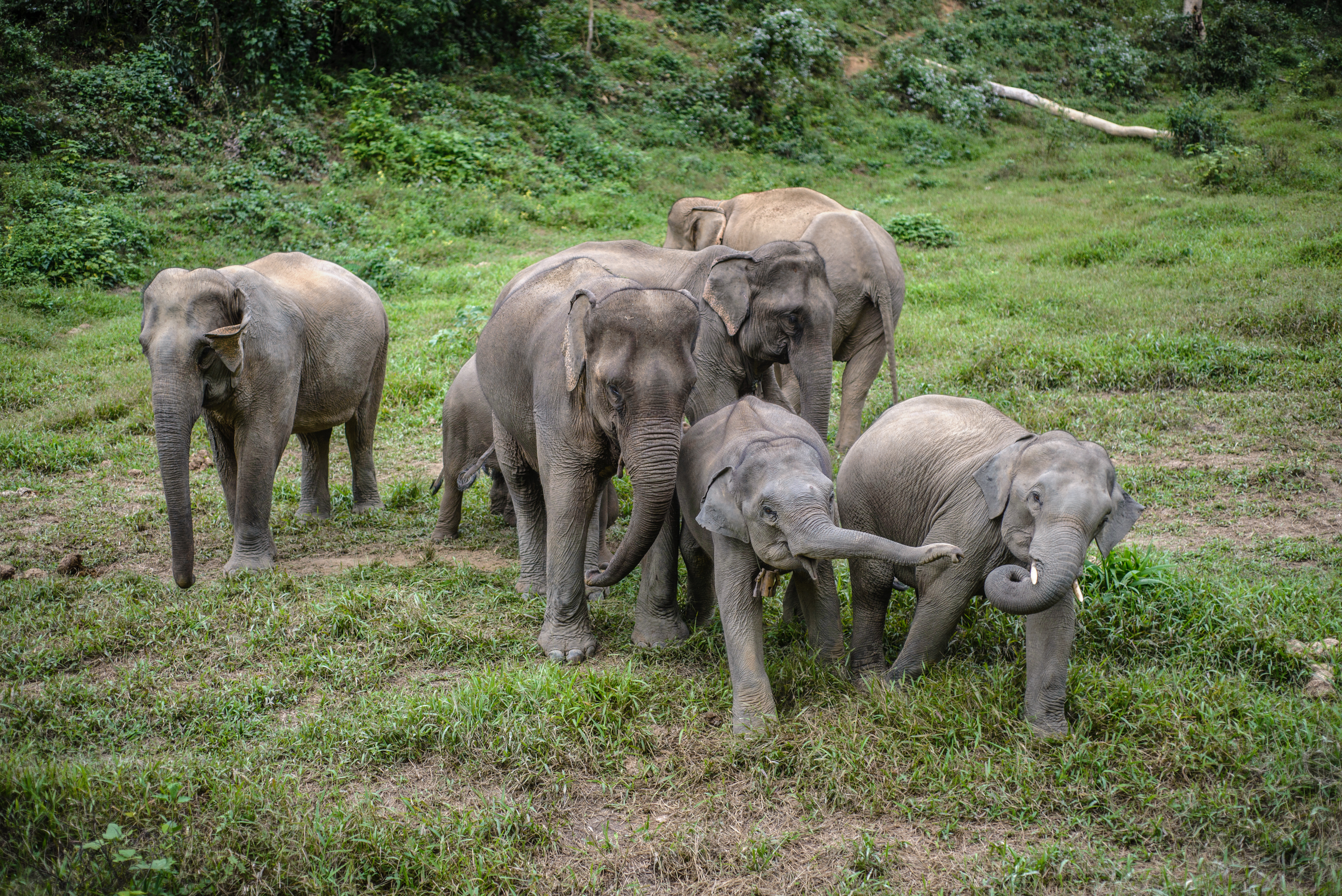 Elefántok rohantak le egy falut Kínában