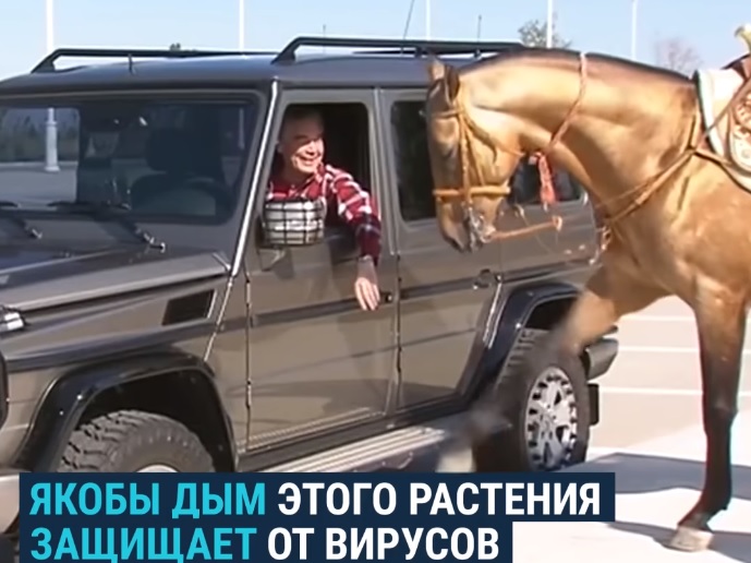 A türkmén elnök egy terepjáróban, az aranyszínű lova mellett lazulva mutatta be a növényt, amivel megvédi a népét