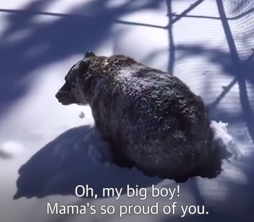 Egy vadőr levideózta, ahogy a még nagyon pilledt grizzly medve felkel téli álmából