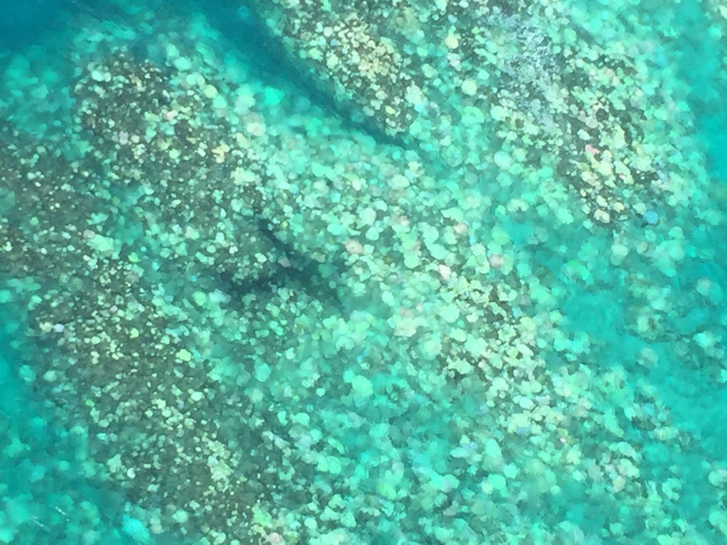 Újabb tömeges korallpusztulást figyeltek meg a Nagy-Korallzátonyon