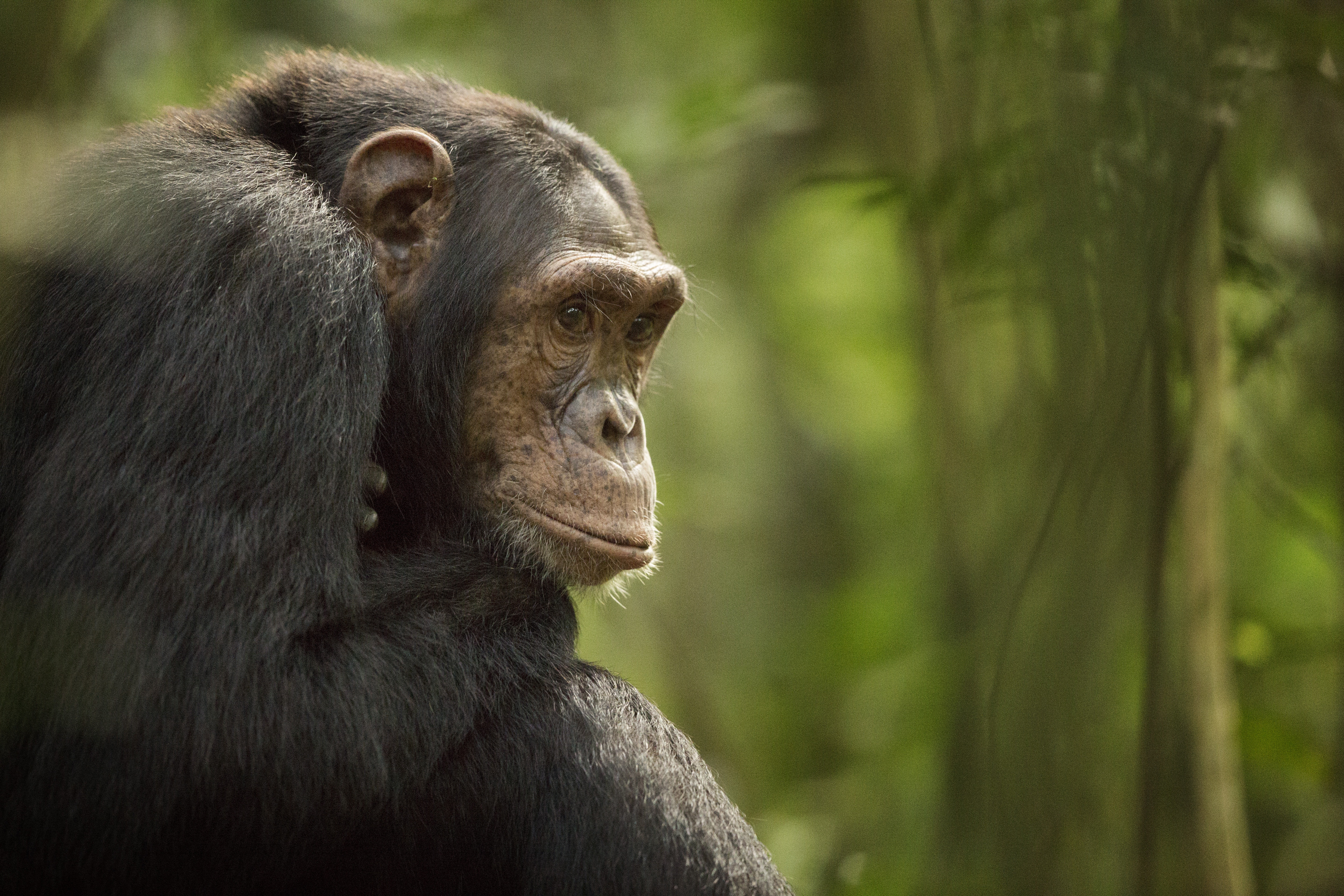 Ugyanúgy öregedhetnek a csimpánzok, mint az emberek