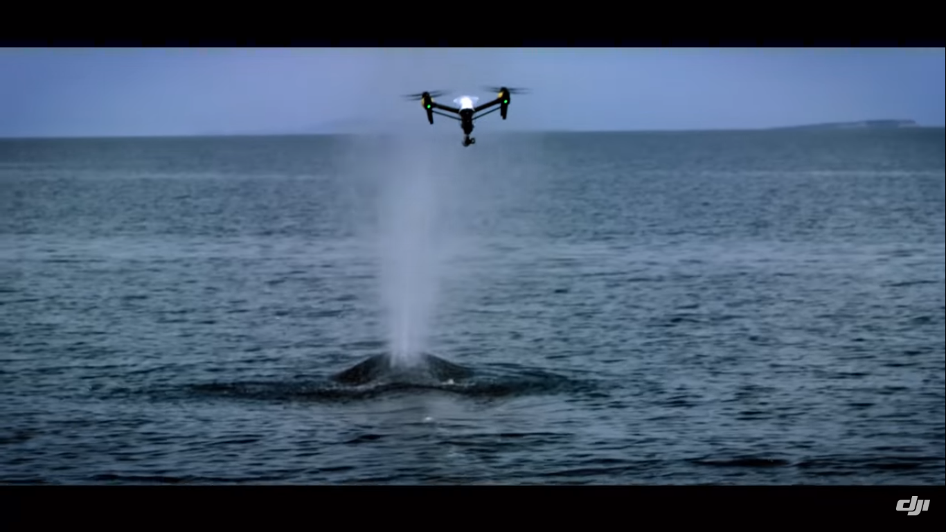 Drónnal erednek a bálnatüsszentés nyomába