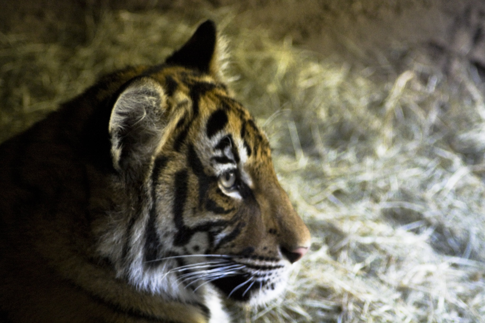 Koronavírusos lett a bronxi állatkert maláj tigrise
