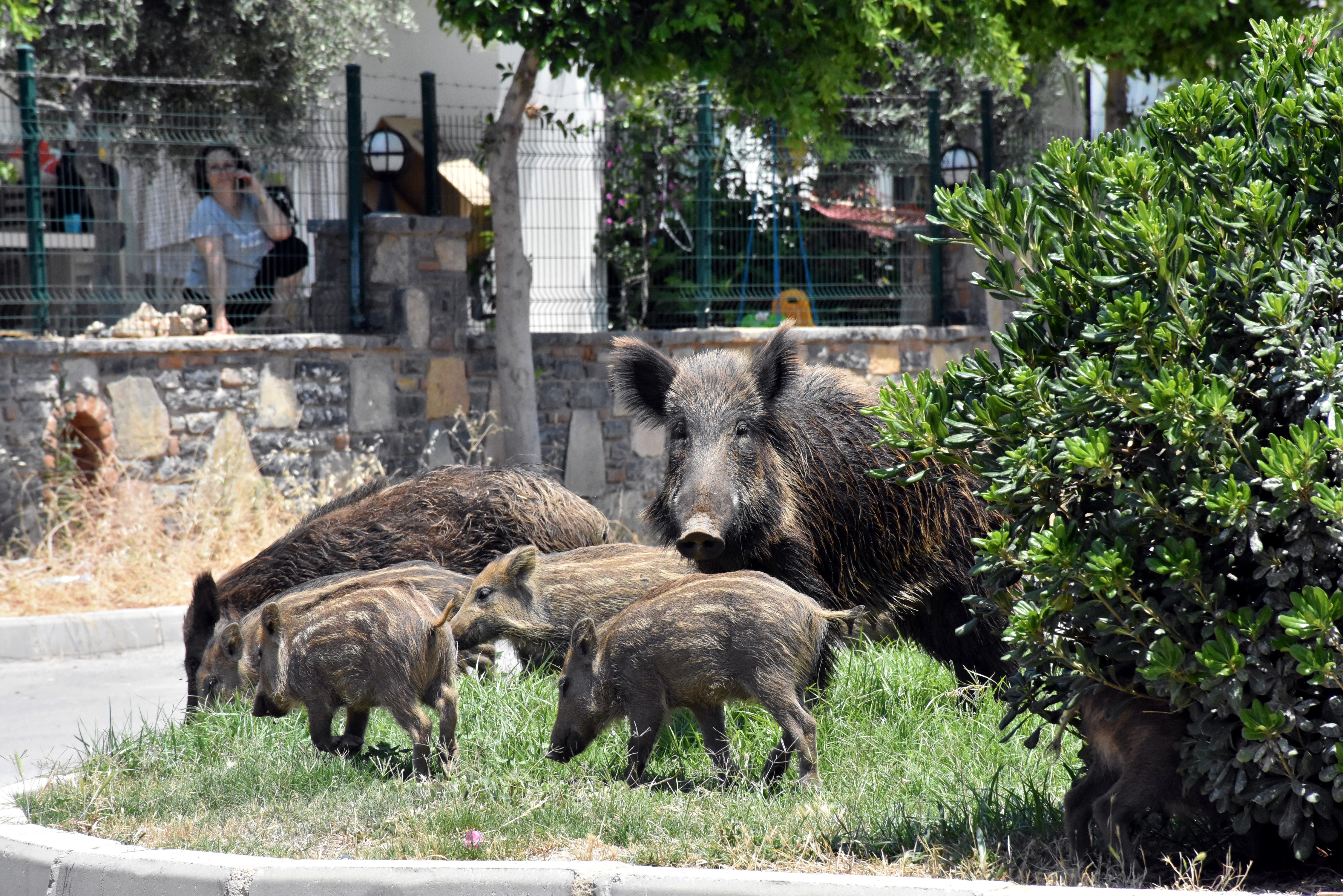 Tovább terjedt a sertéspestis Magyarországon, a legszigorúbb korlátozás alá helyezték a Szentendrei-szigetet