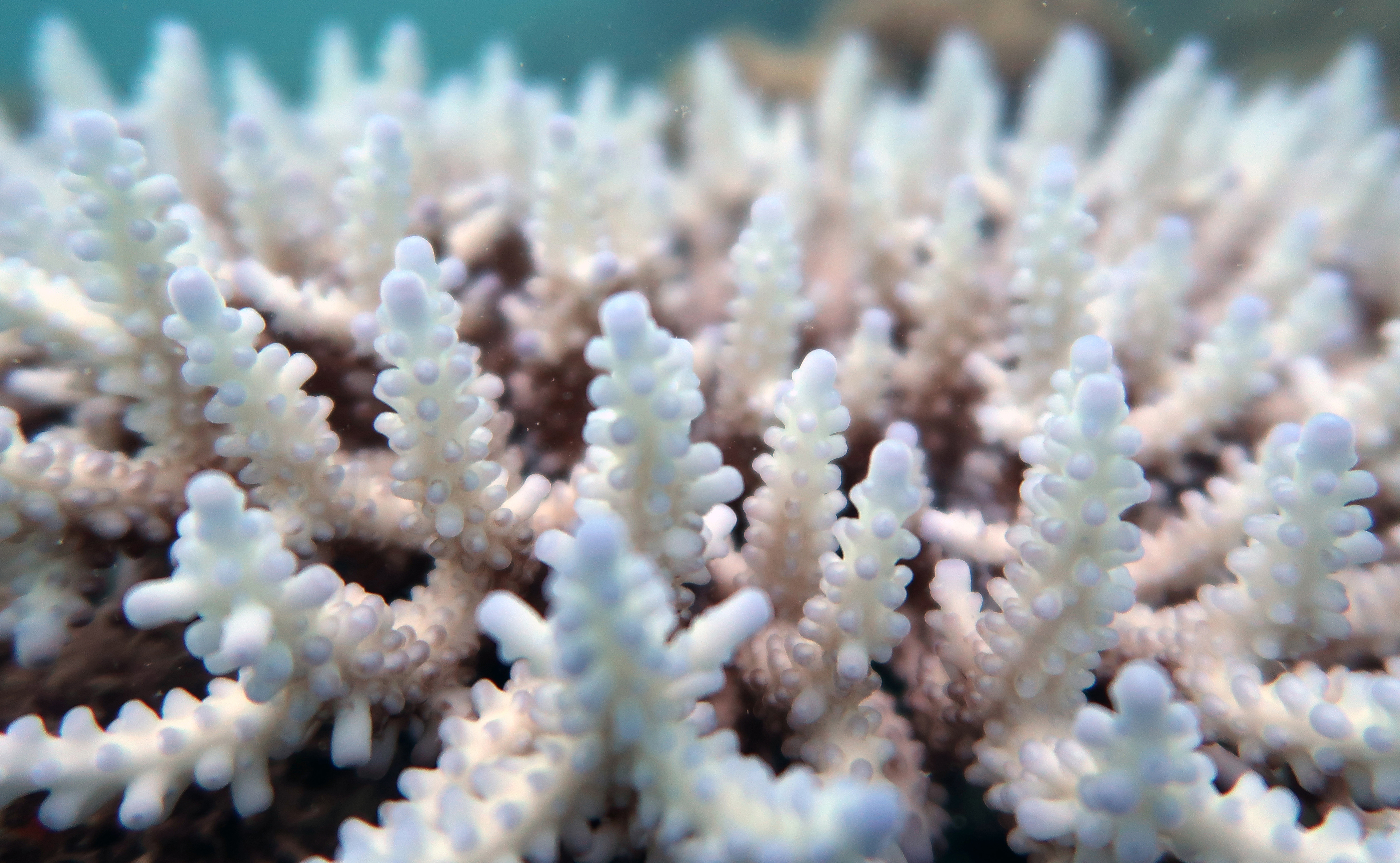 A korábbinál nagyobb területen fehéredik a Nagy-korallzátony