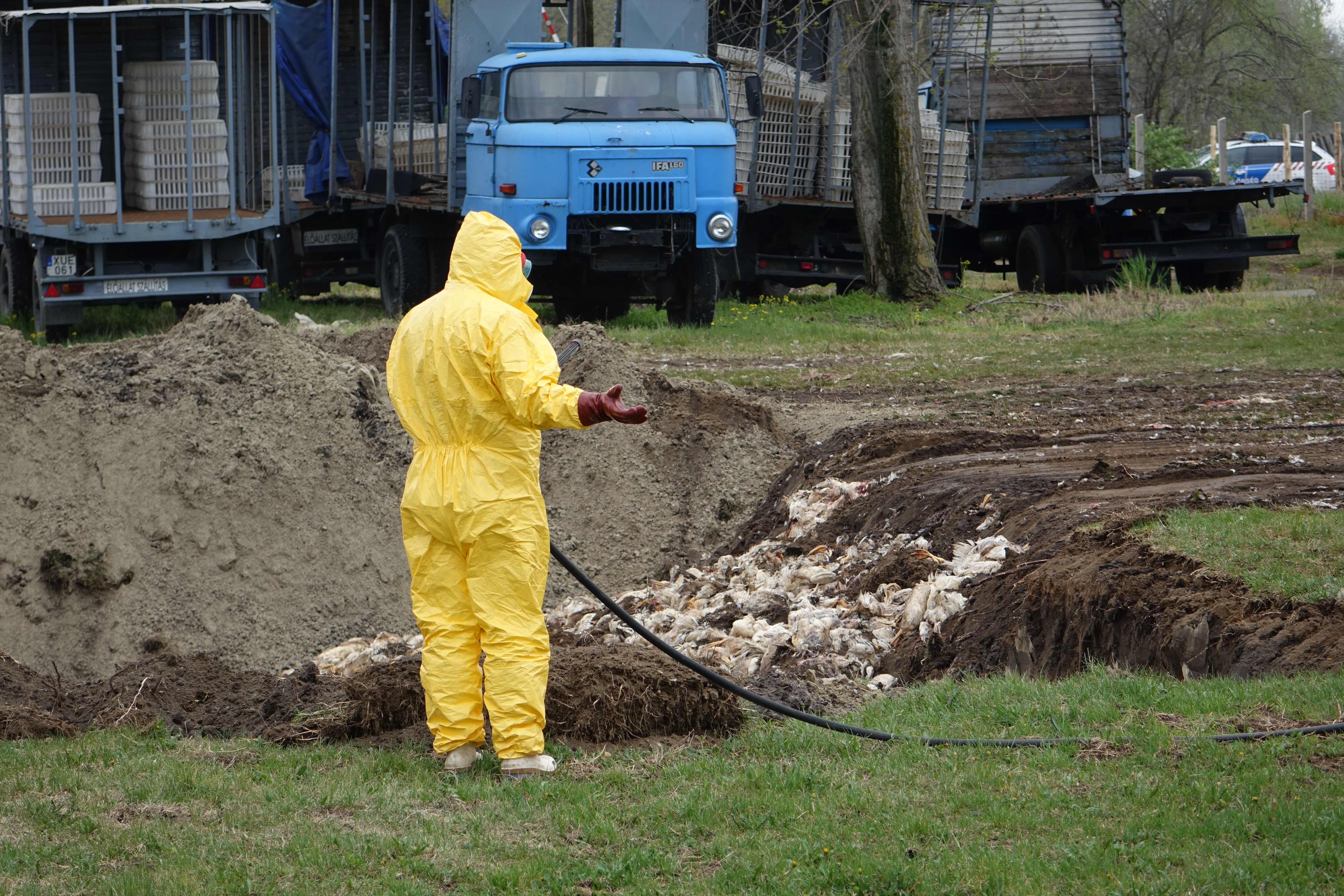Már 226 állattartó telepen mutatták ki a madárinfluenzát Bács-Kiskun és Csongrád megyében