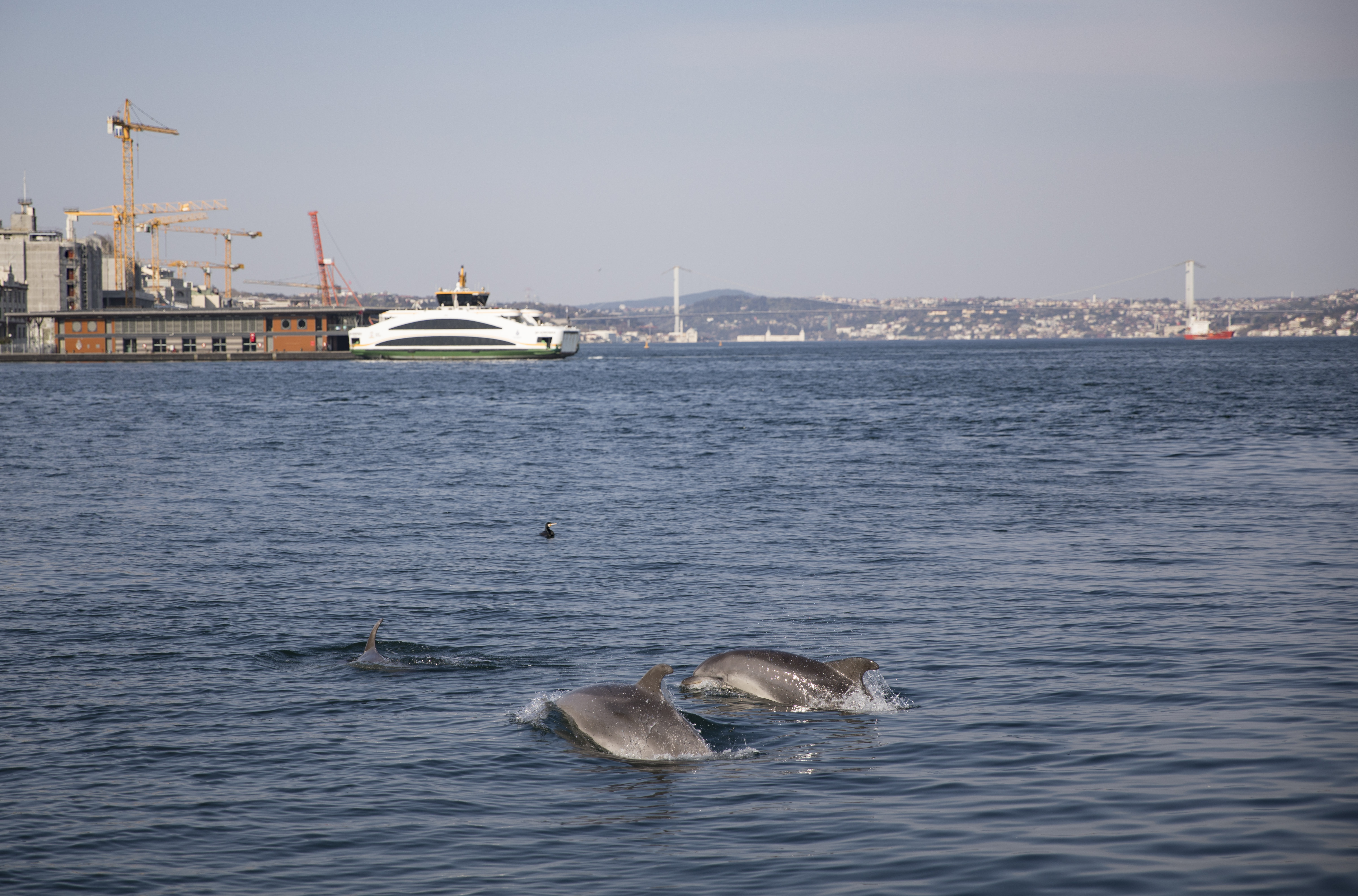 A delfinek visszafoglalták a Boszporuszt