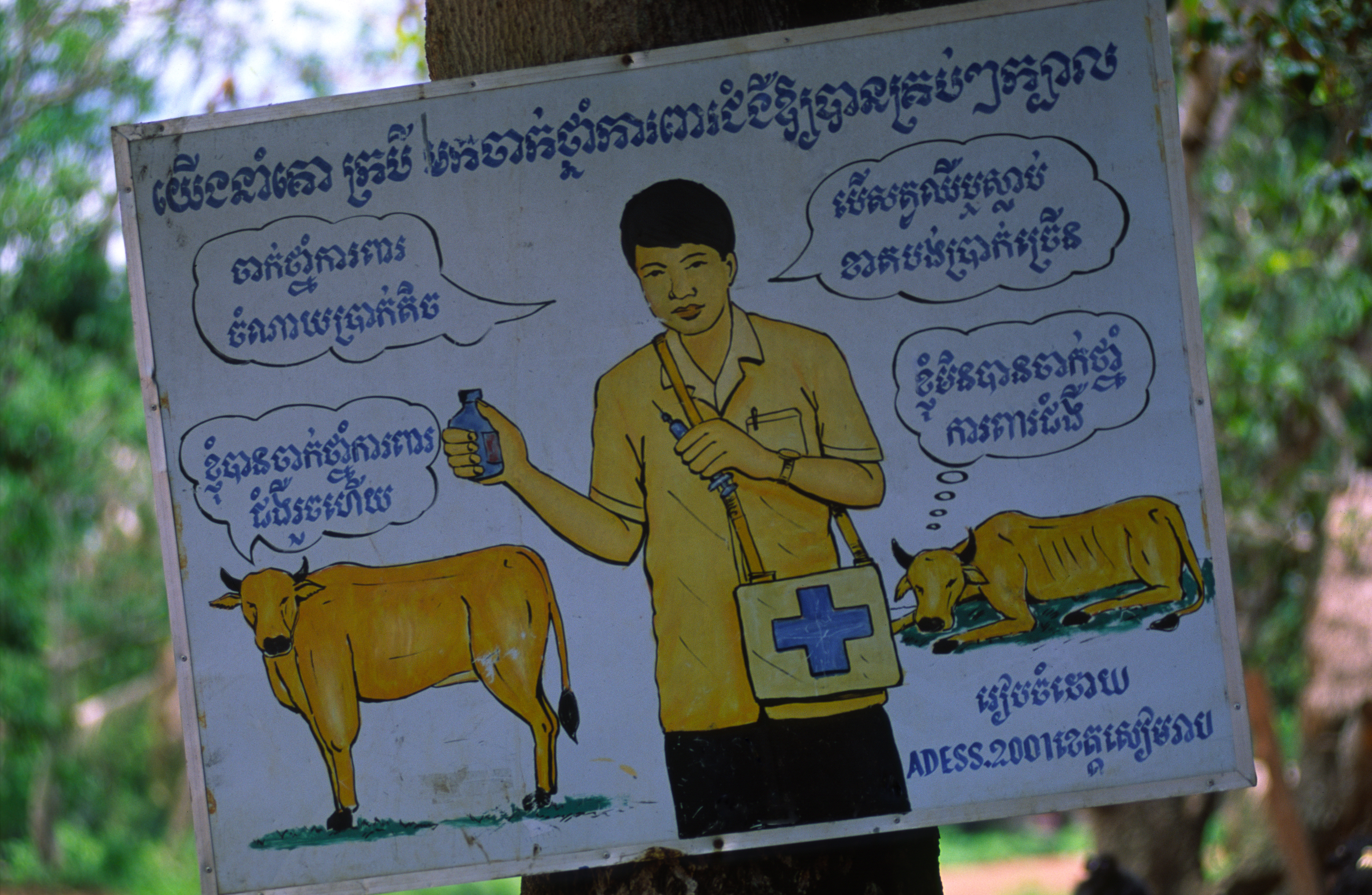 Szarvasmarhák védőoltására figyelmeztető kampány Kambodzsában