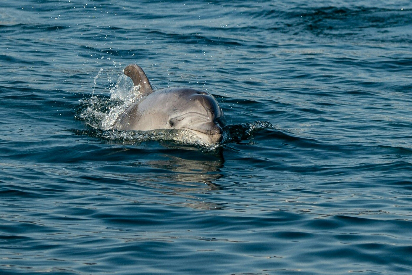 Delfin a Boszporuszban 2020. április 26-án.