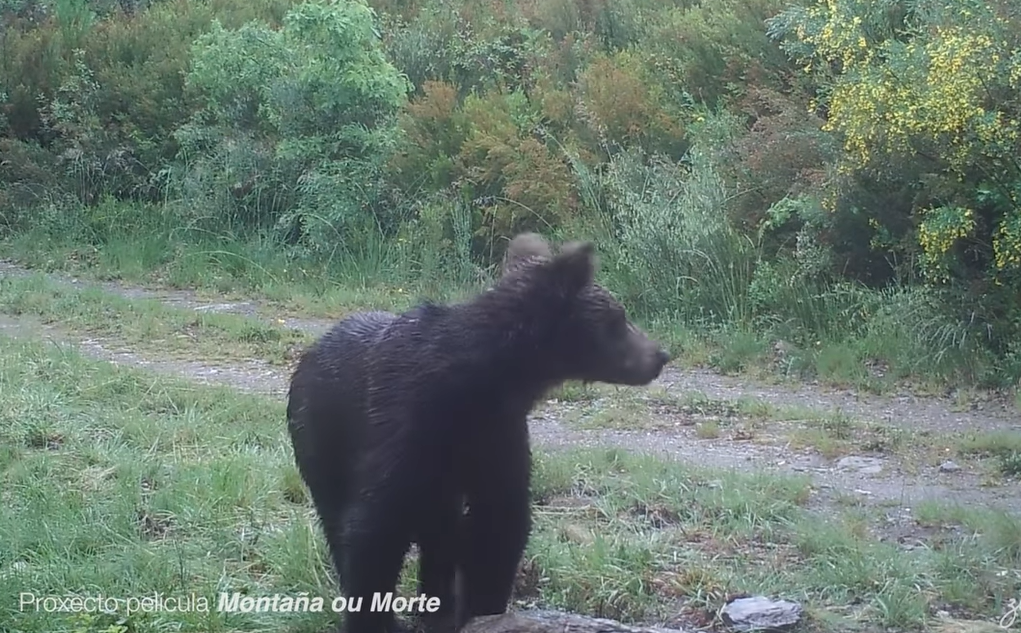 Százötven év után újra megjelent a barna medve egy spanyol erdőben
