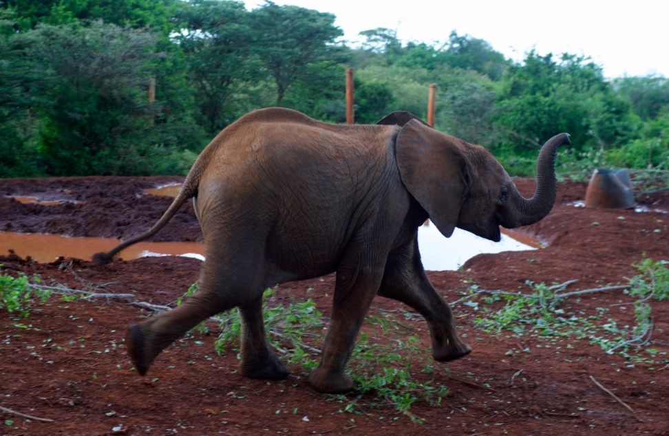 Mostantól thaiföldi elefántokat is meghívhatsz bármilyen online meetingre