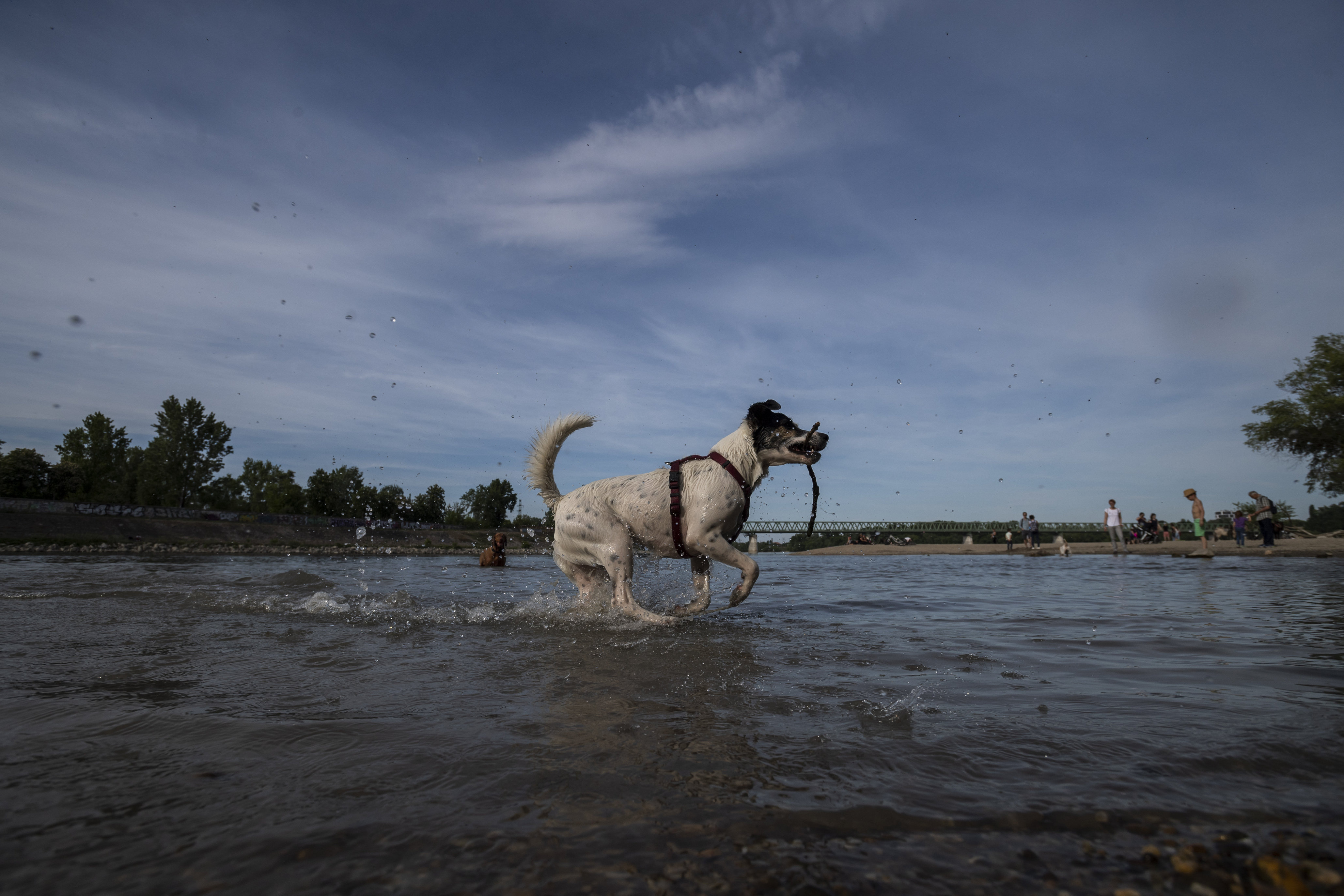Több kutyát is megráztak az új villanyoszlopok a Hajógyári-szigeten 
