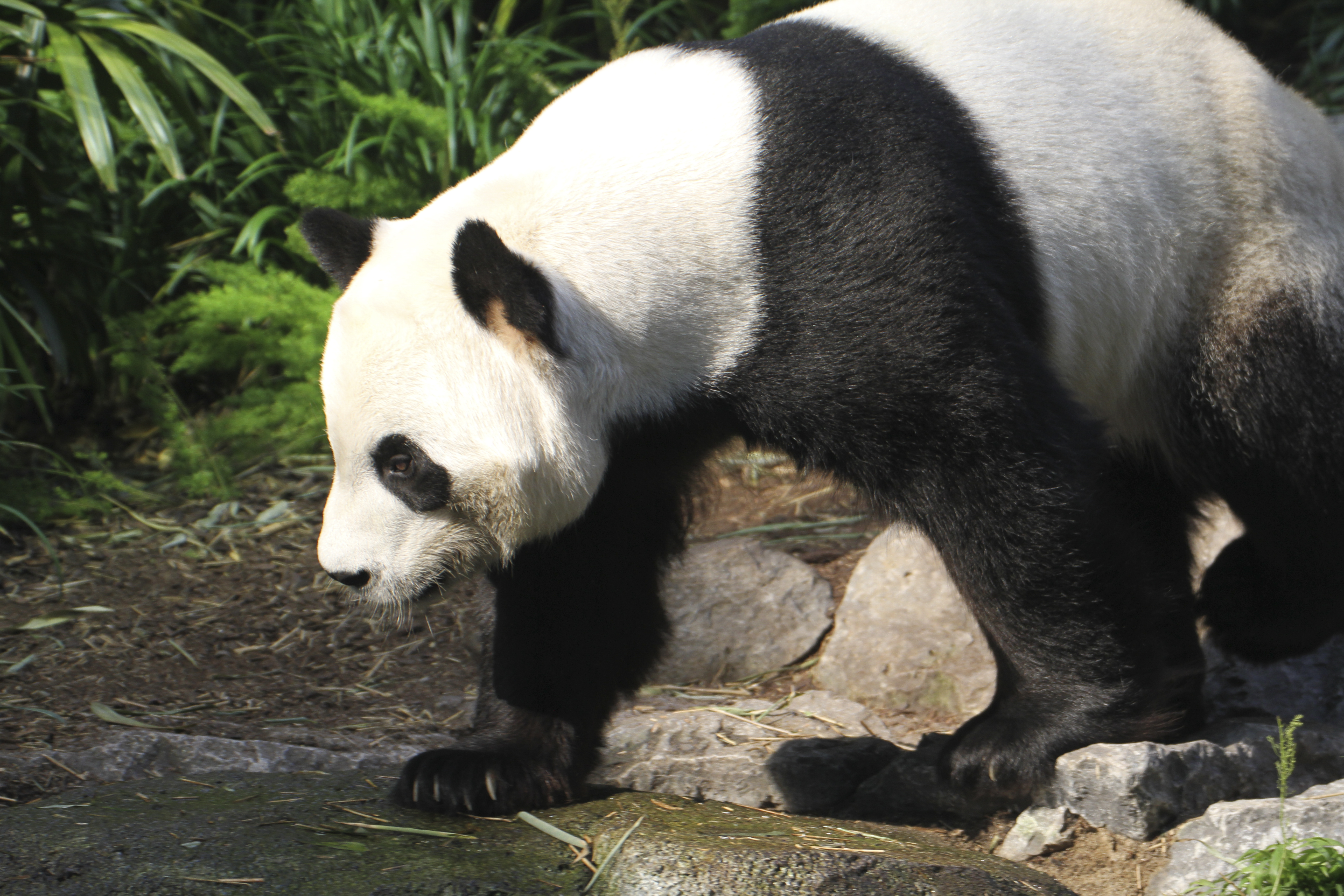 Egy kanadai állatkert visszaküld két óriáspandát Kínába, mert a világjárvány miatt nincs elég bambuszuk