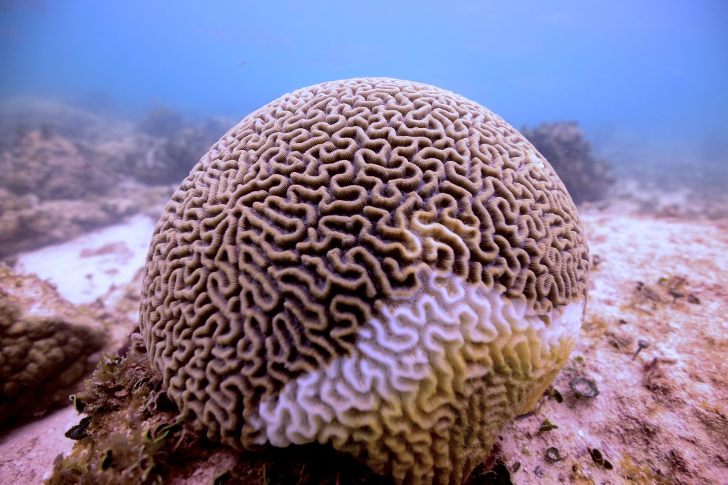 Itt a zátonyok új reménye, a hőálló korall