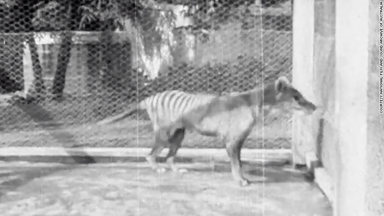 1935-ös videó került elő az utolsó ismert tasmán tigrisről