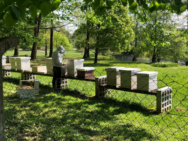Méhbaráttá alakítják a parkokat Ljubljanában