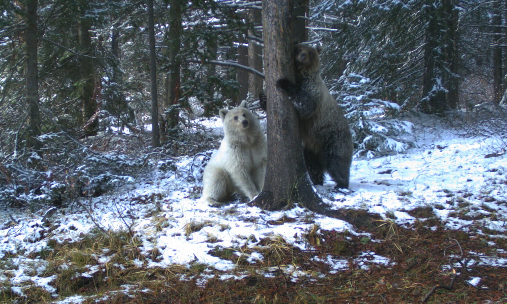 Fehér grizzlyt láttak Kanadában