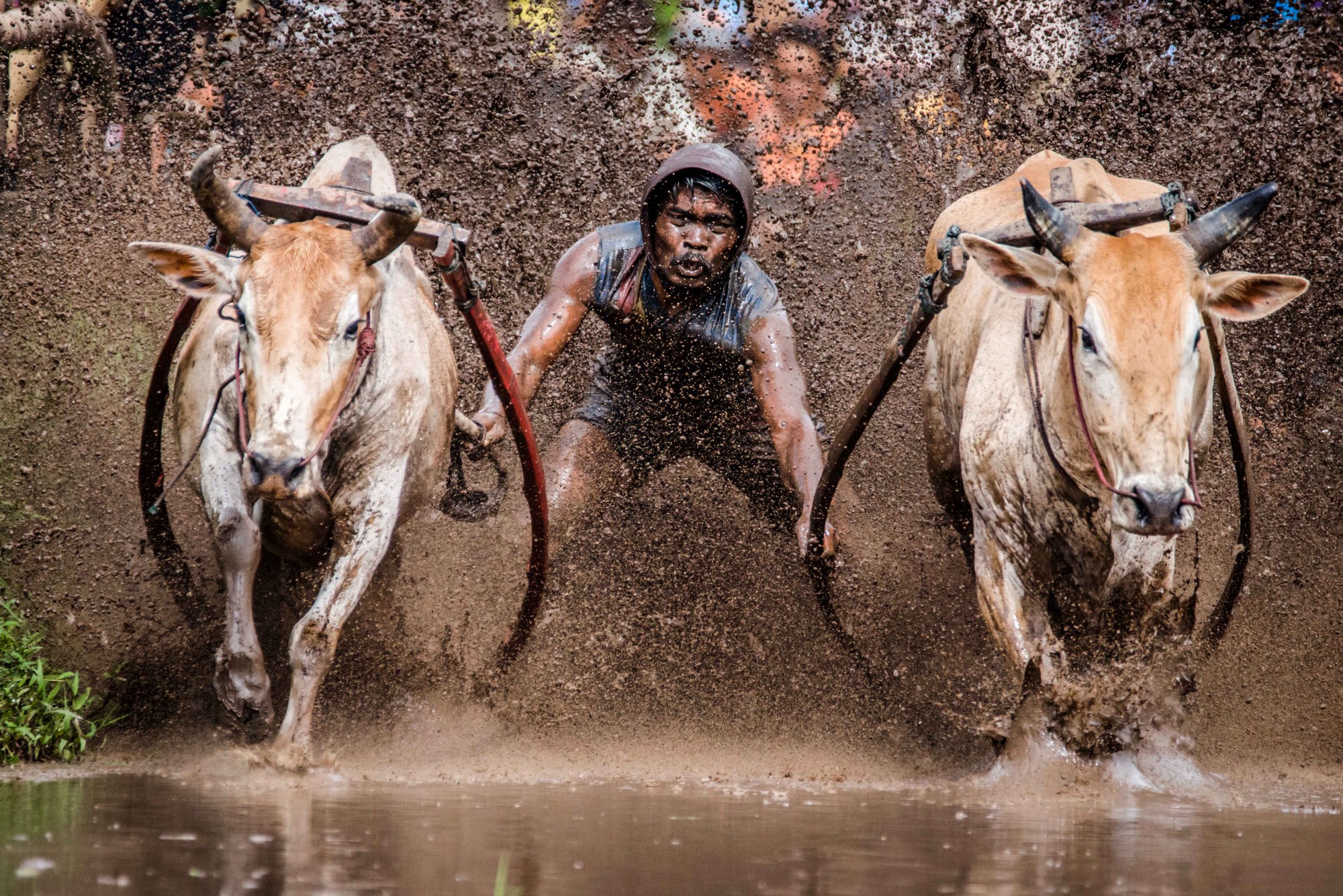 Szumátrai bikaversenyen készült fénykép nyert a Wikipedia éves fotóviadalán