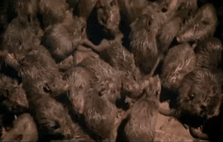 Háborúba mennek egymás ellen a járványügyi korlátozások miatt éhező patkányok