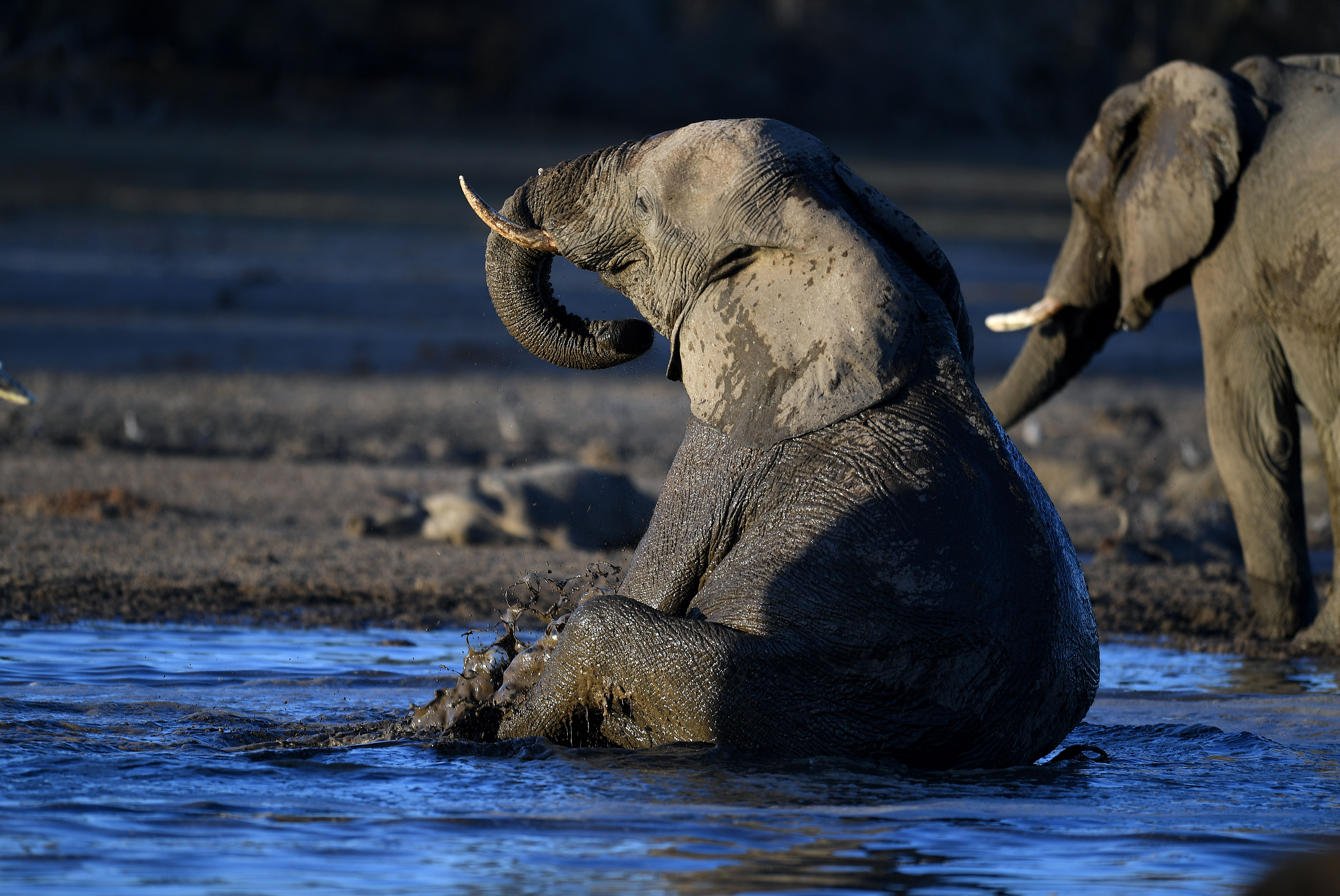 Rejtélyes elefántpusztulás okát vizsgálják Botswanában