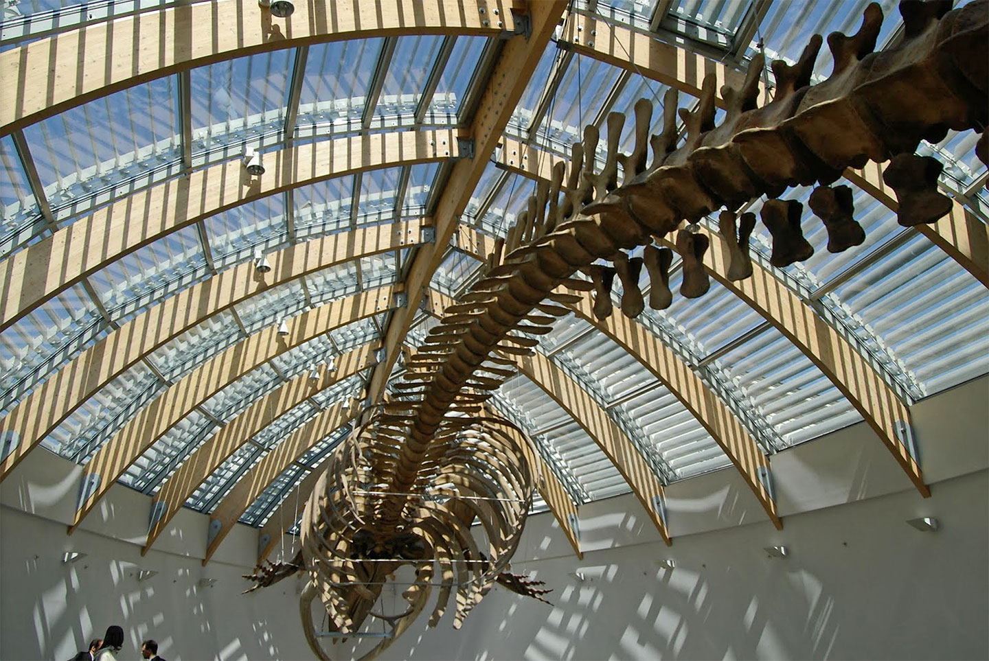 Pótolhatatlan károkat okoz a Természettudományi Múzeum elköltöztetése