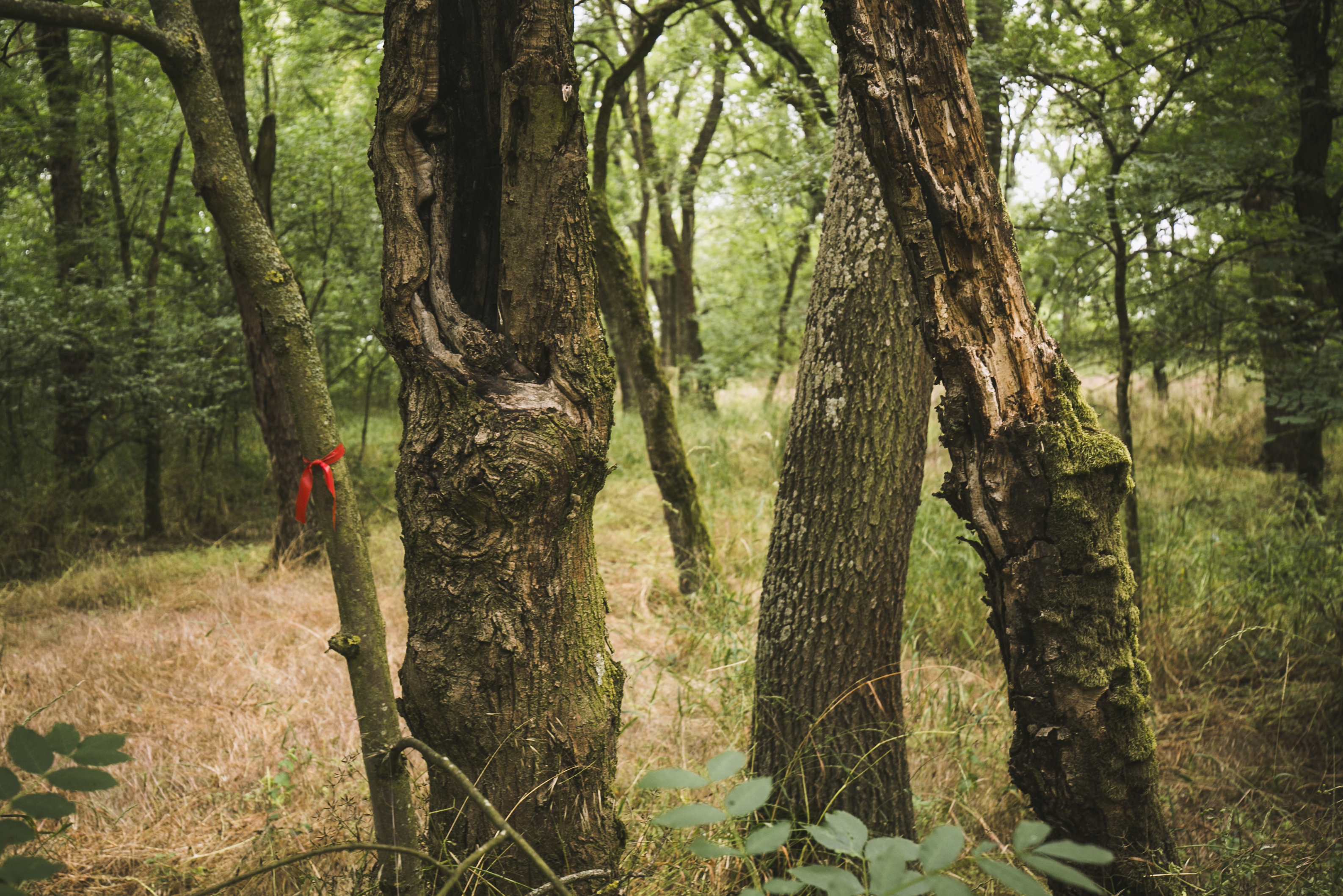 Ökológiai Kutatóközpont: a tűzifarendelet Magyarország legszebb, legértékesebb erdeit veszélyezteti