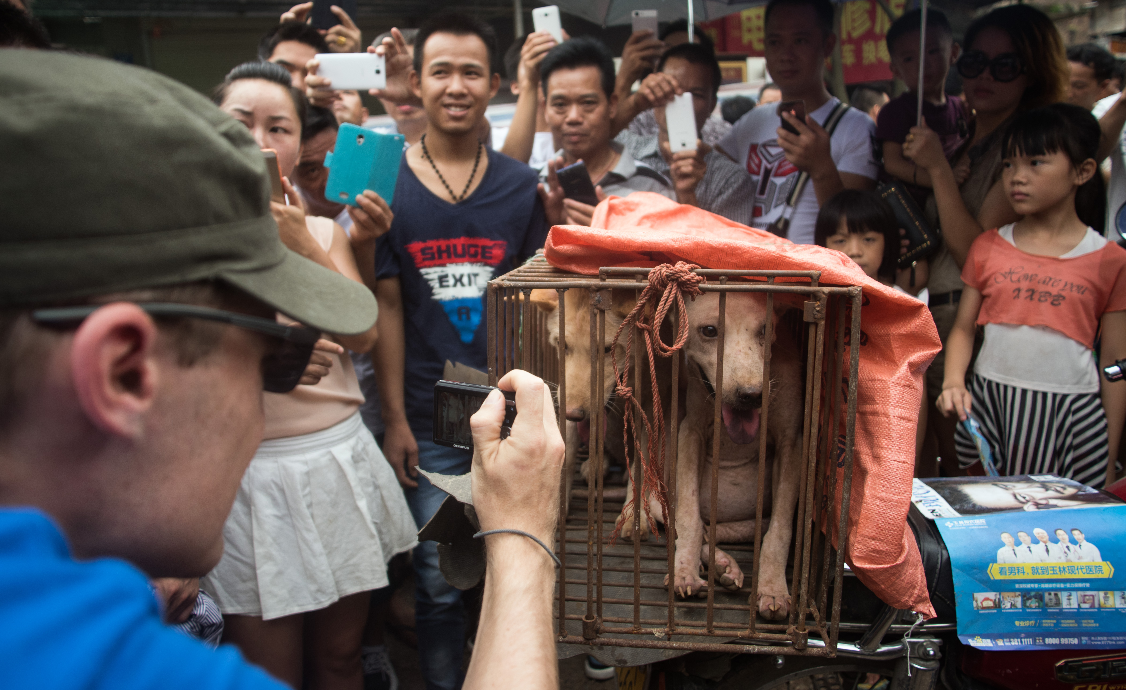 Kínában idén is megtartják a kutyahús fesztivált