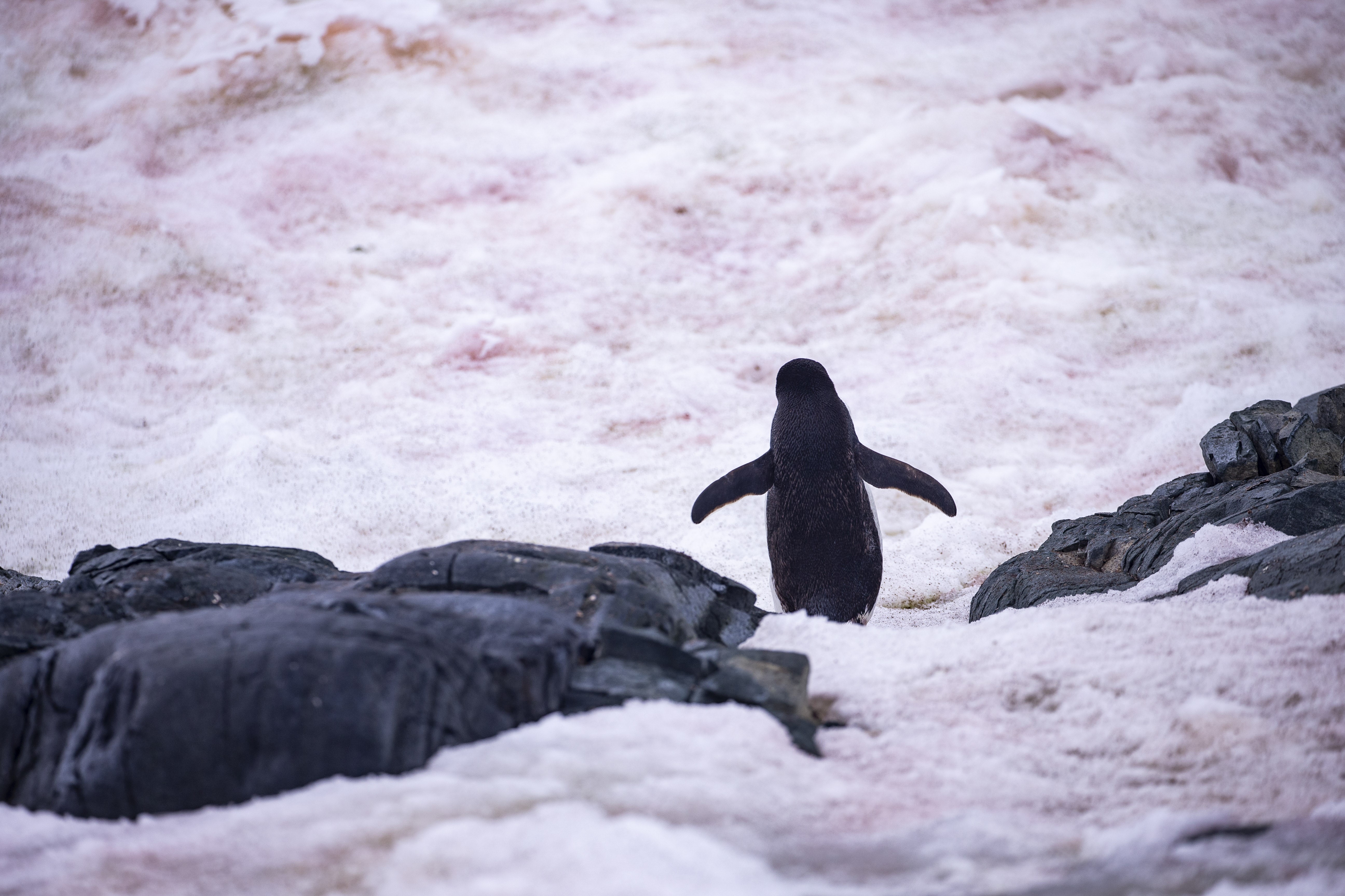 A klímaváltozás nyertese az antarktiszi pingvin