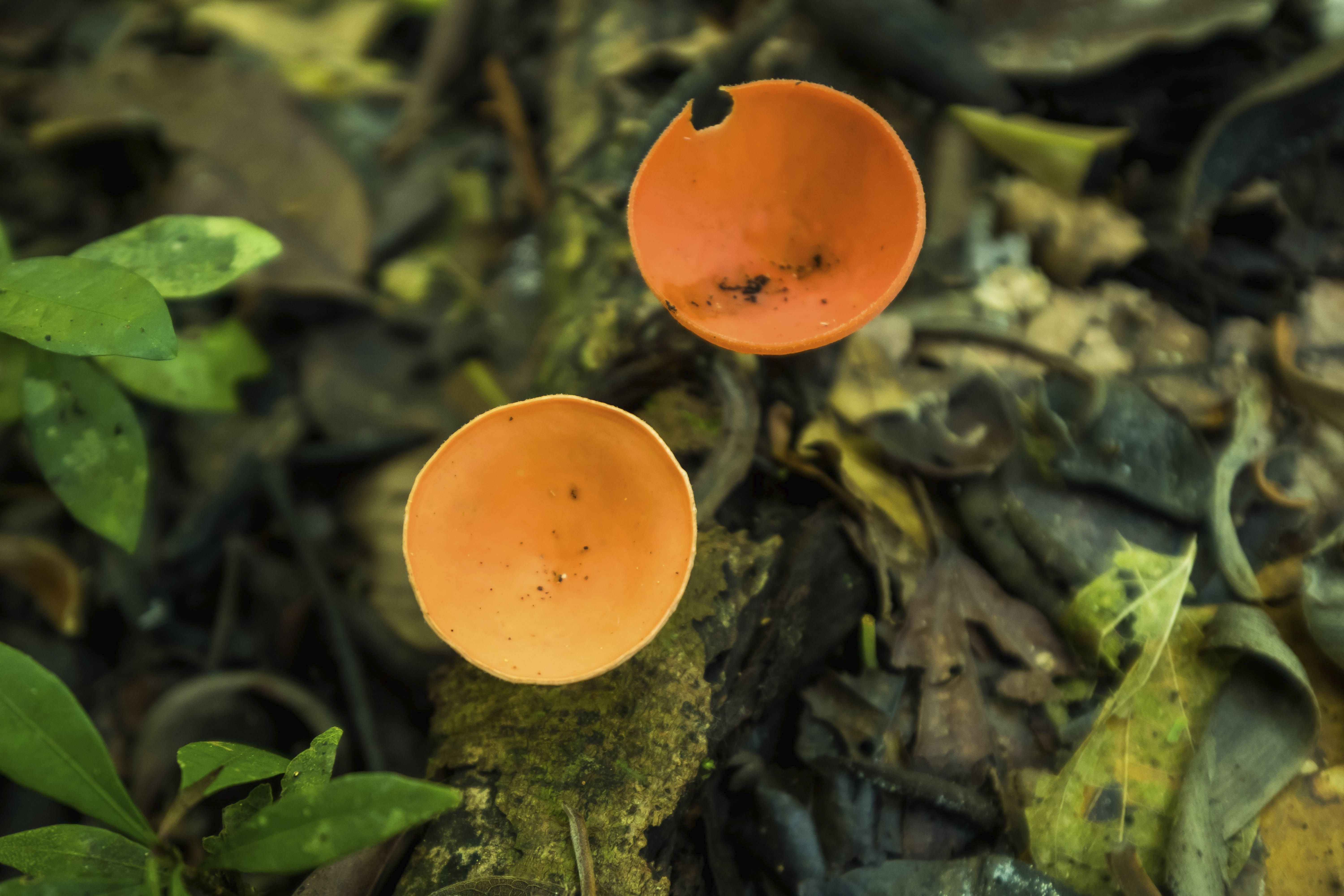 Az őslakosok egyik gyógyító gombája az ecuadori esőerdőben