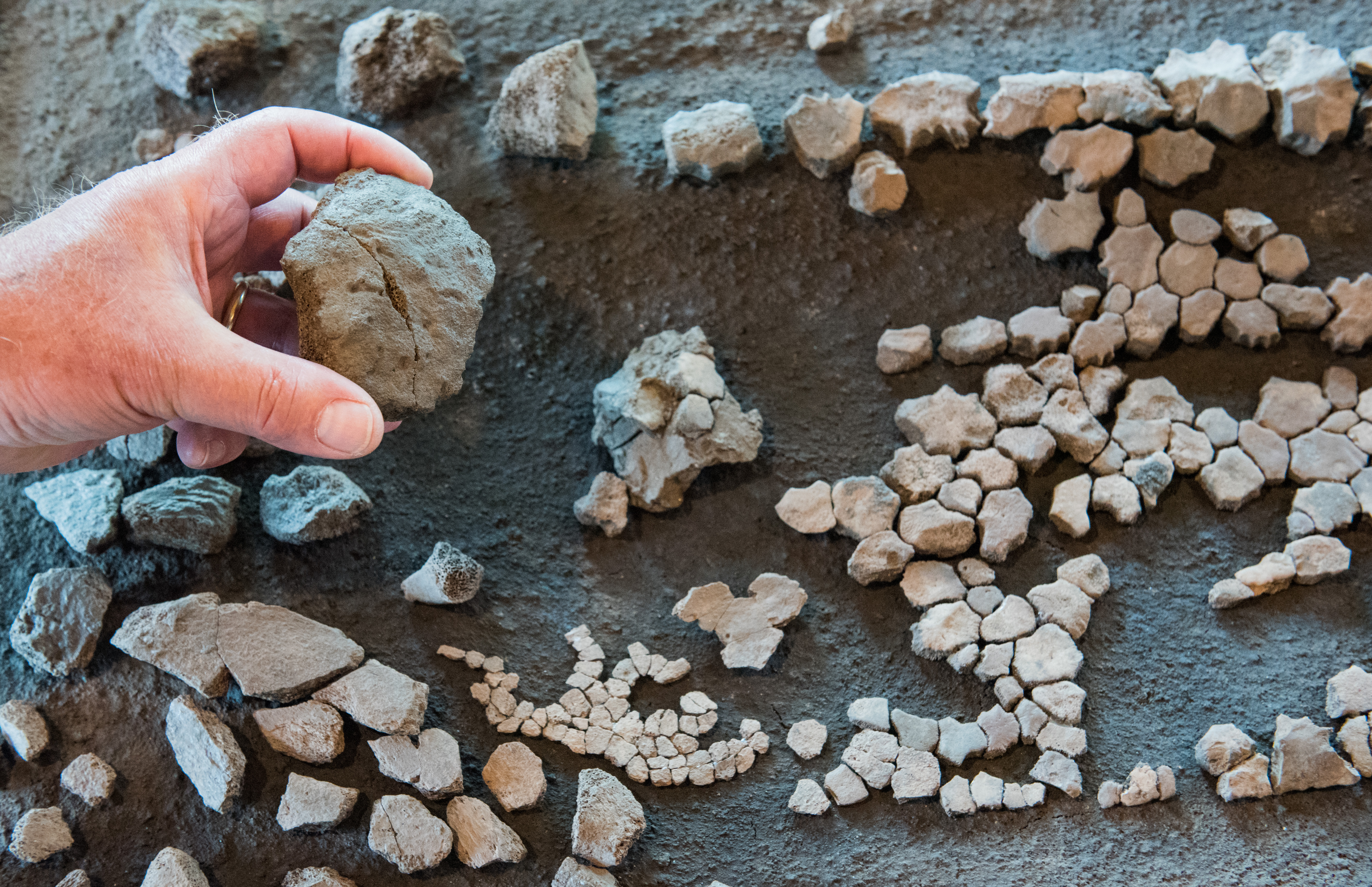 Tizenegymillió éves óriásteknős maradványait találták meg Németországban