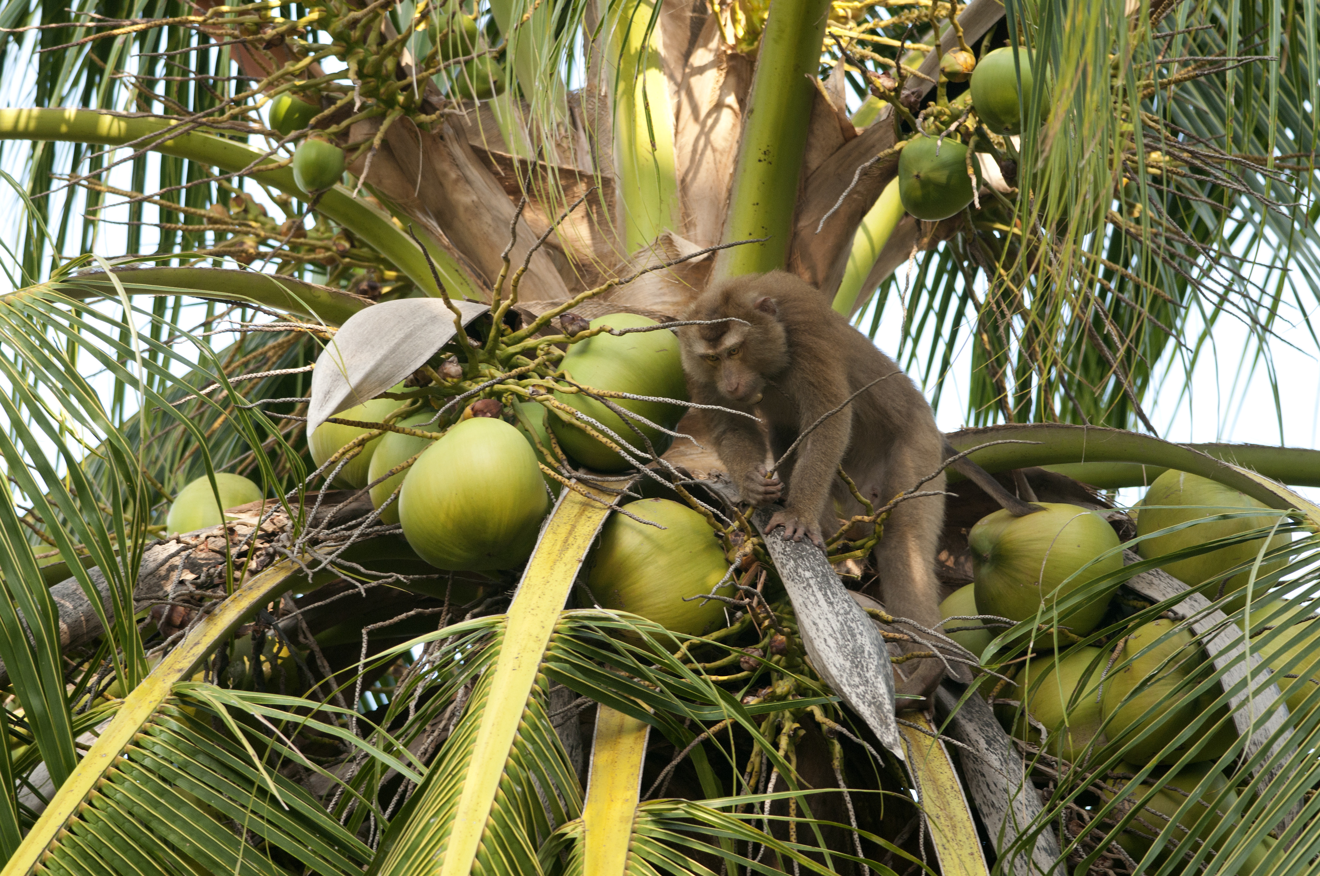 Címke jelöli ezentúl a thaiföldi kókuszdión, hogy majmok munkája nélkül szedték le a fáról