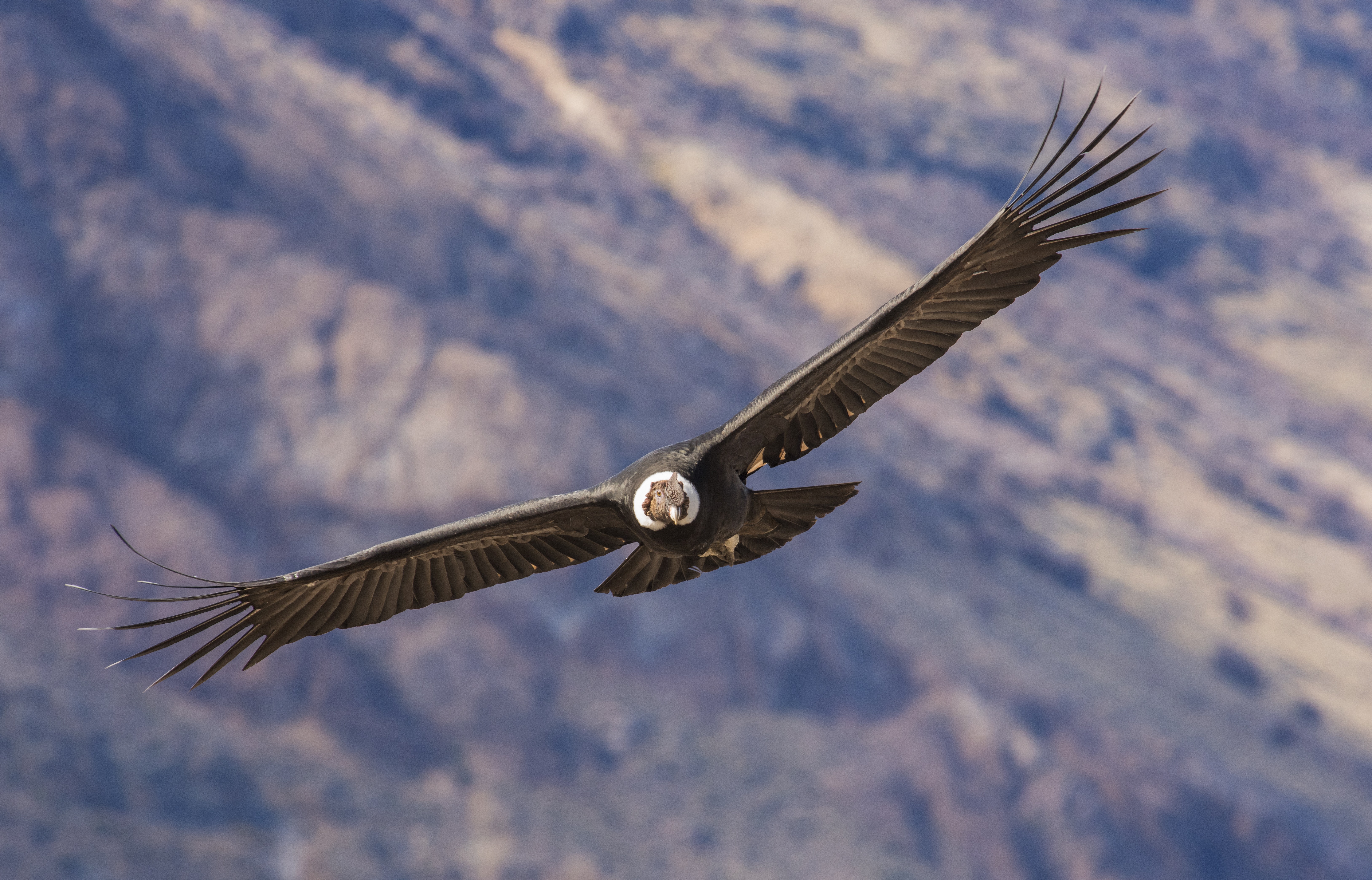 A kondorkeselyű akár 170 kilométeren át képes repülni egyetlen szárnycsapás nélkül