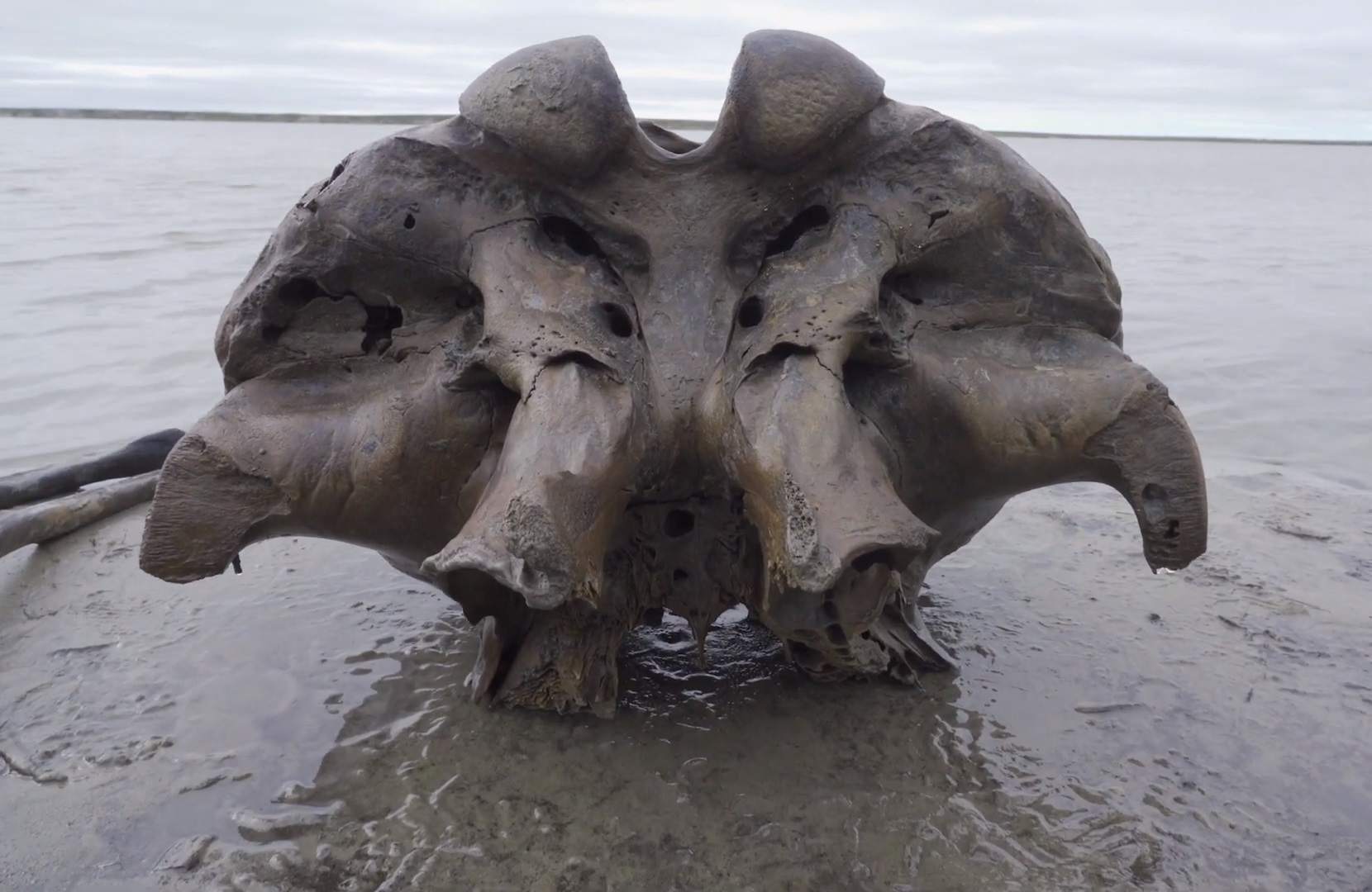 Egy gyapjas mamut jó állapotban fennmaradt csontvázát találták meg egy szibériai tóban