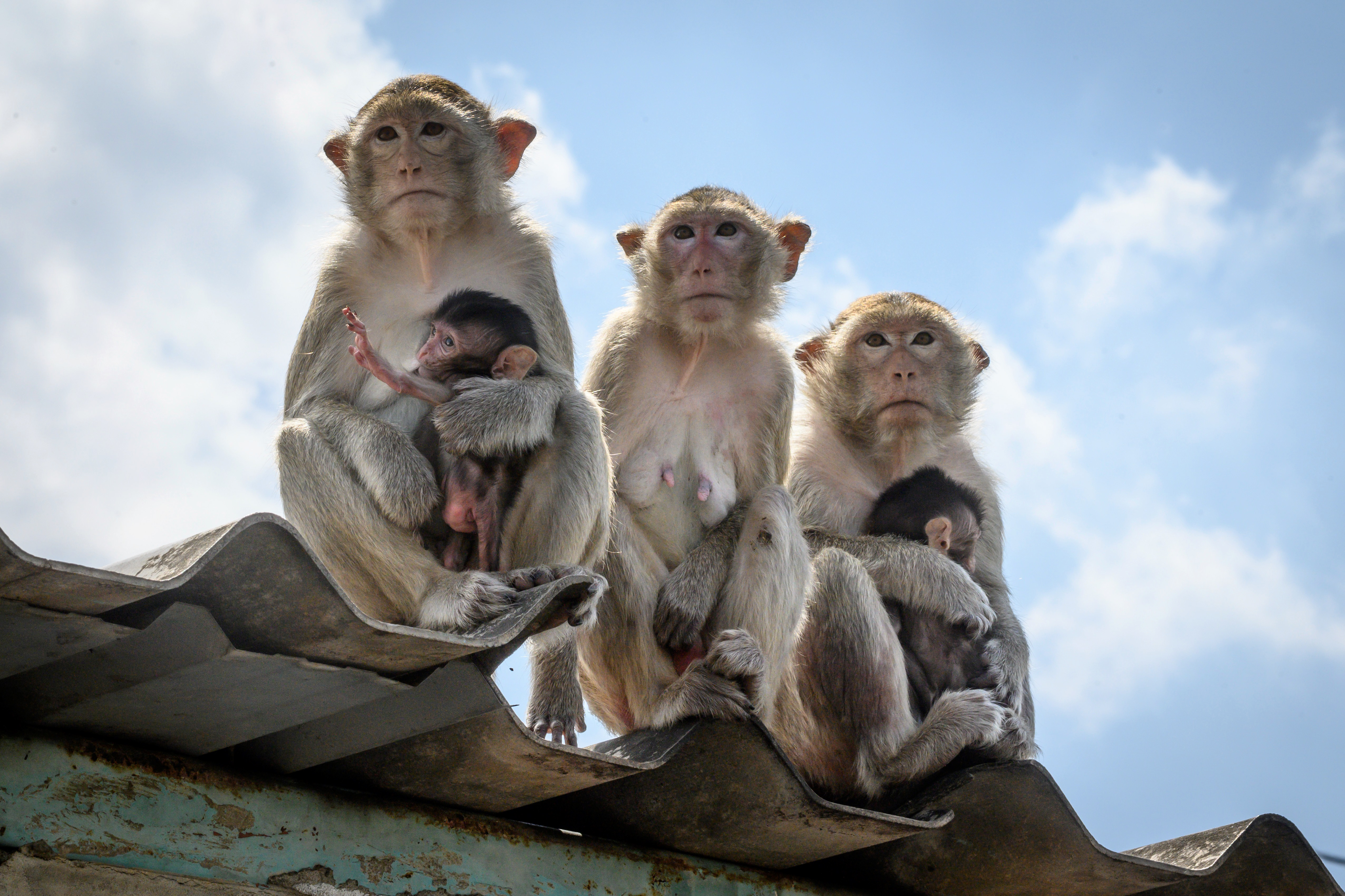 Hiába durvultak be a thai városi majmok, a helyiek maguk között tartanák őket
