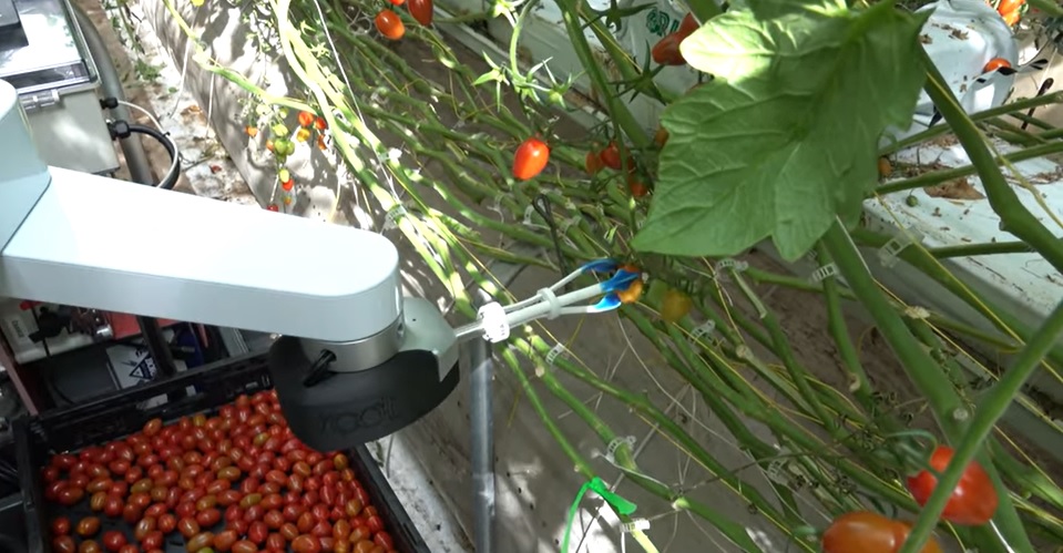 Így szedik a robotok a paradicsomot Kaliforniában