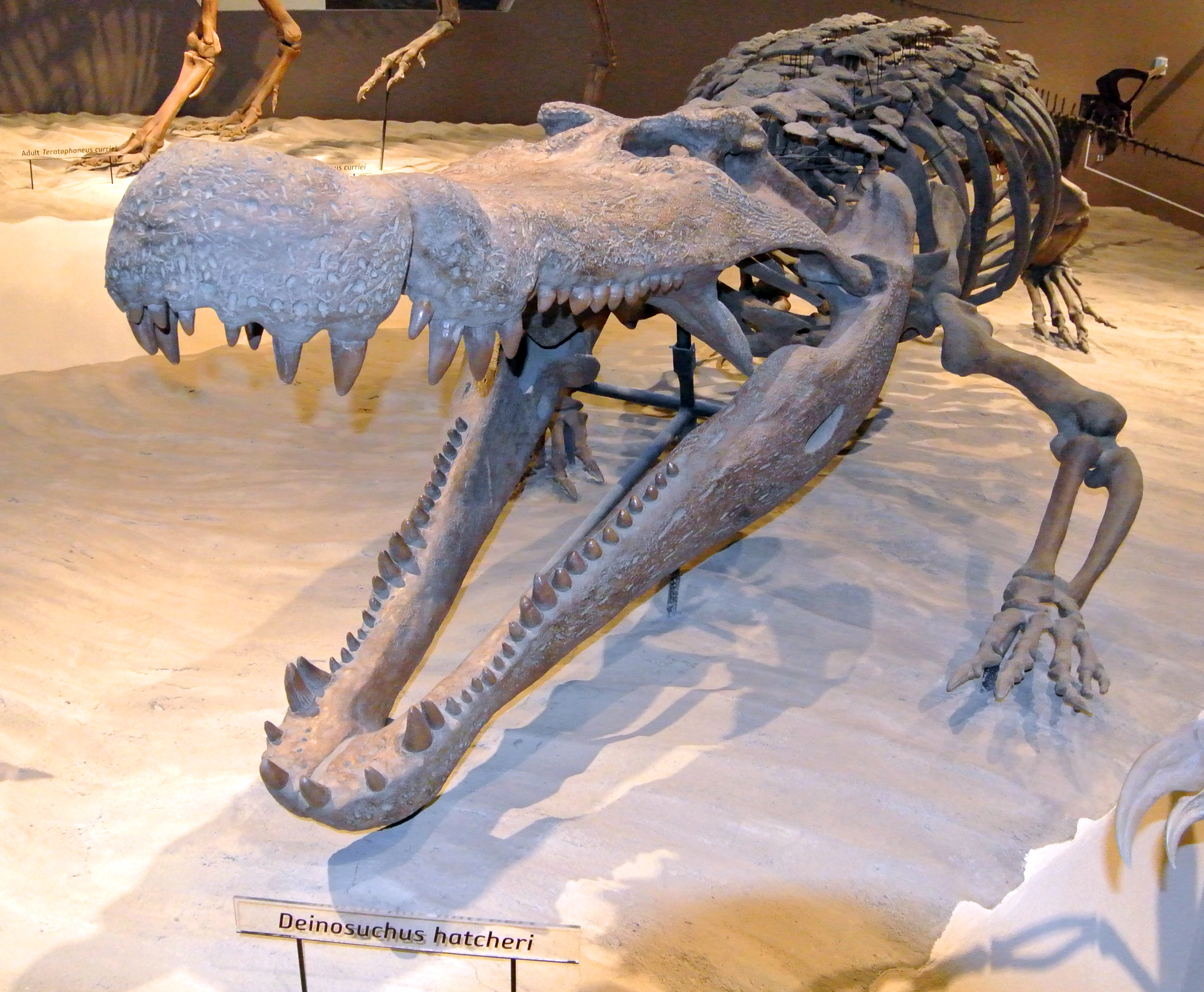 Rekonstruált Deinosuchus-csontváz