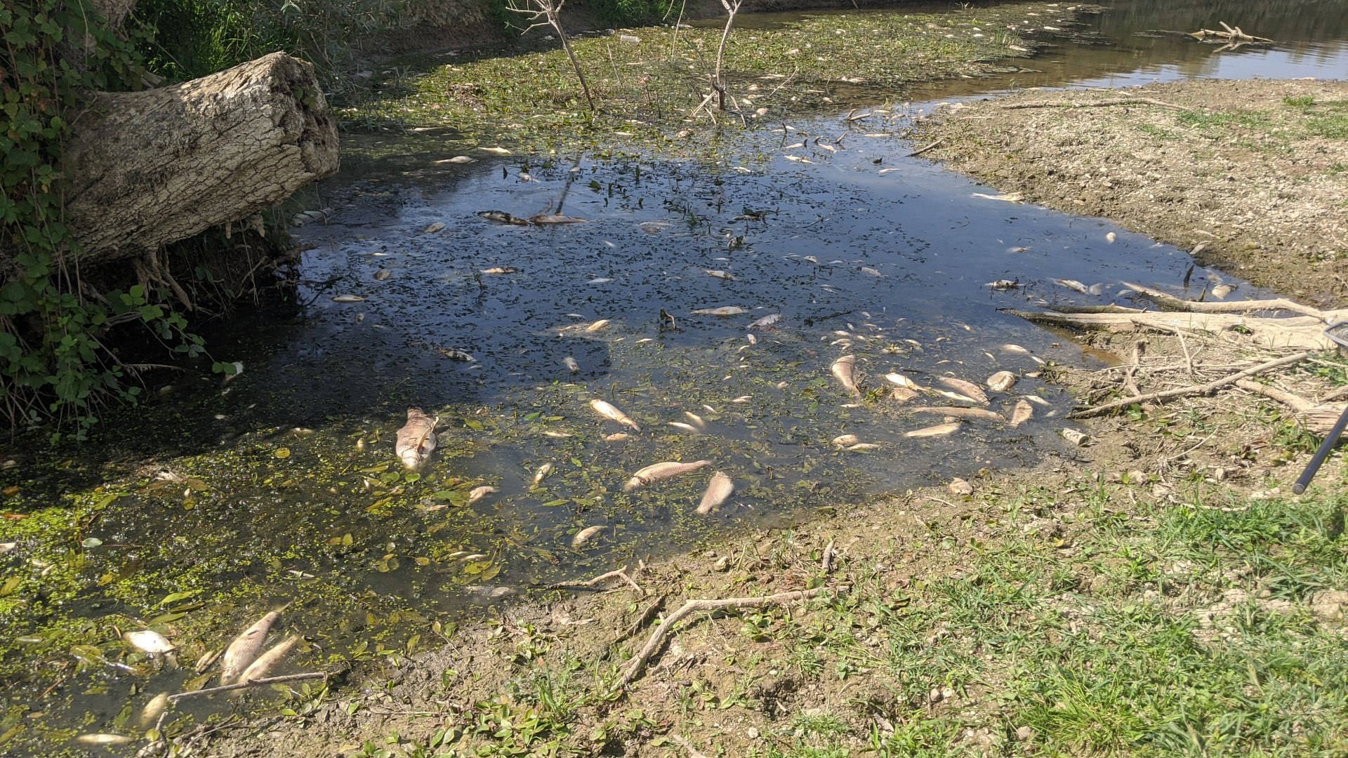 Több tonna hal elpusztításával vádolják a folyót szennyező Nestlét