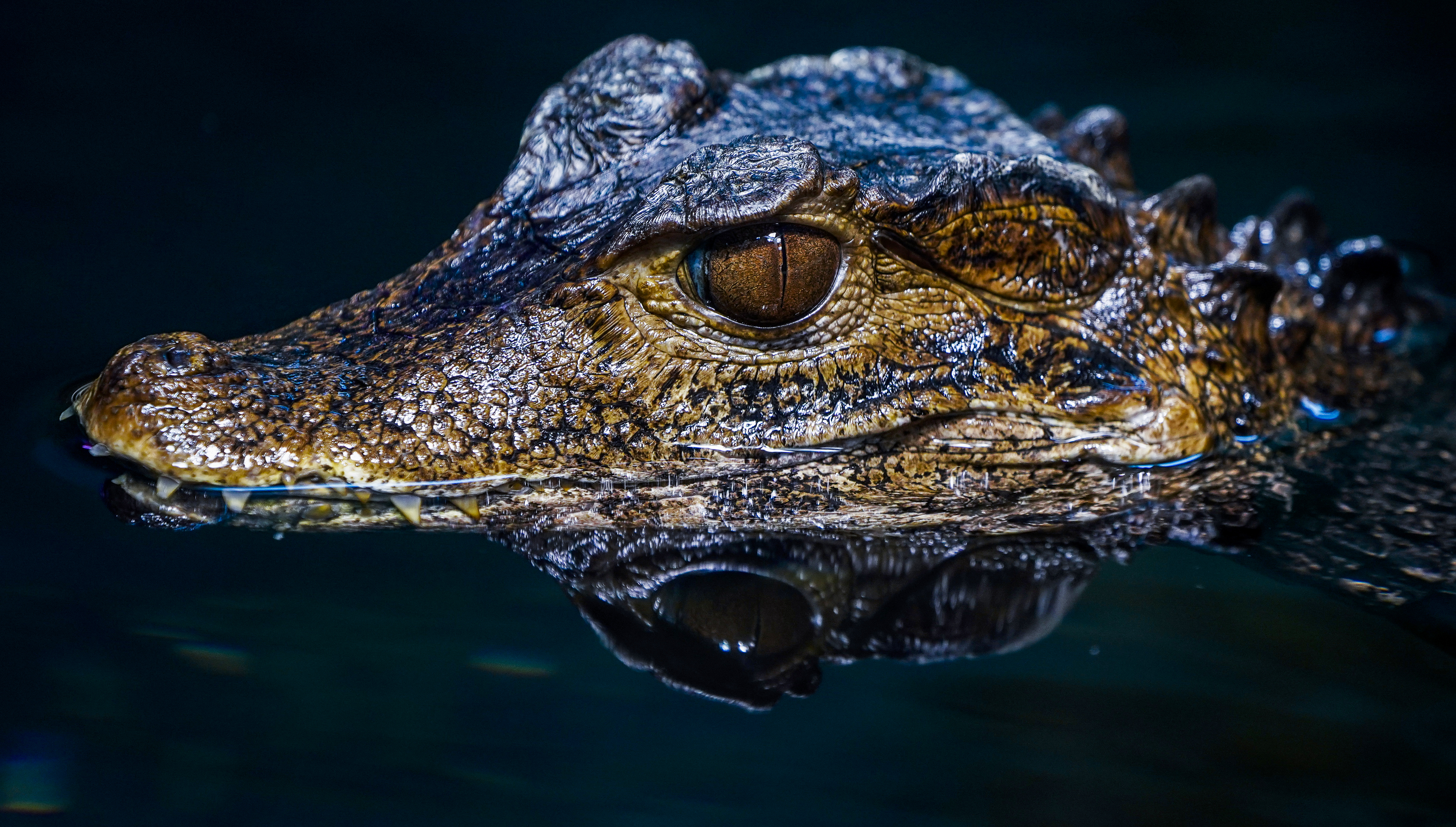 Krokodilkönnyekkel gyógyítanák a száraz szemet Brazíliában