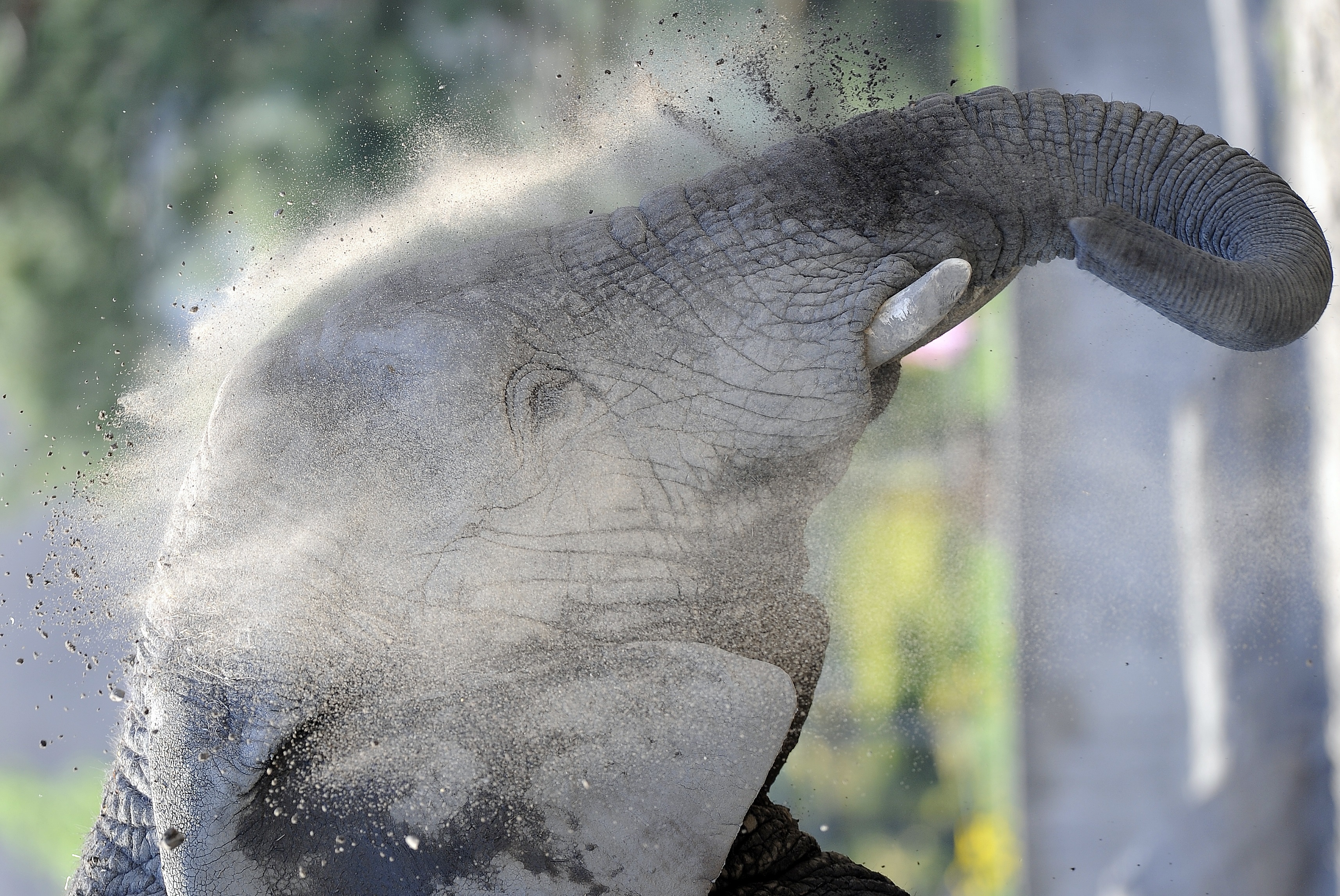 A varsói állatkertben kannabidiollal kísérleteznek az állatokon, hogy csökkentsék bennük a stresszt