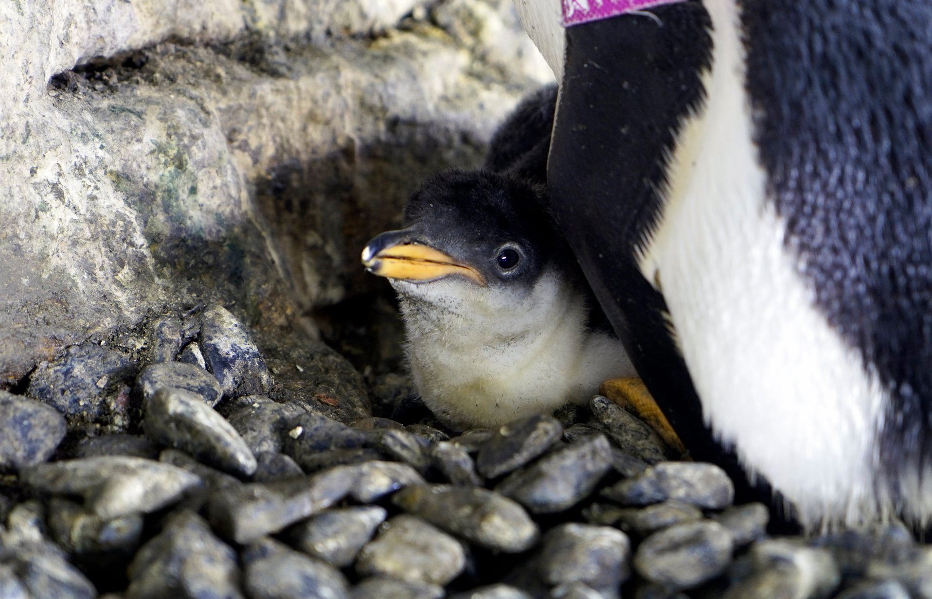 Kiköltött egy tojást, és fiókát nevel a leszbikus spanyol pingvinpár