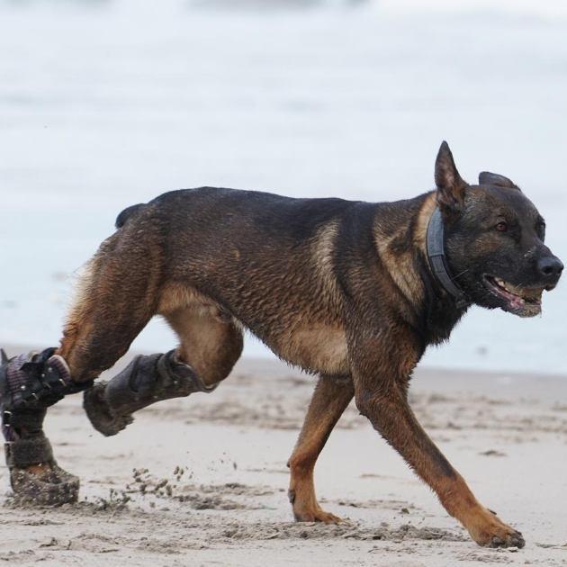 Kitüntetést kapott a mancsprotézises veterán kutya, aki fegyveres támadó leterítésével mentett életeket Afganisztánban