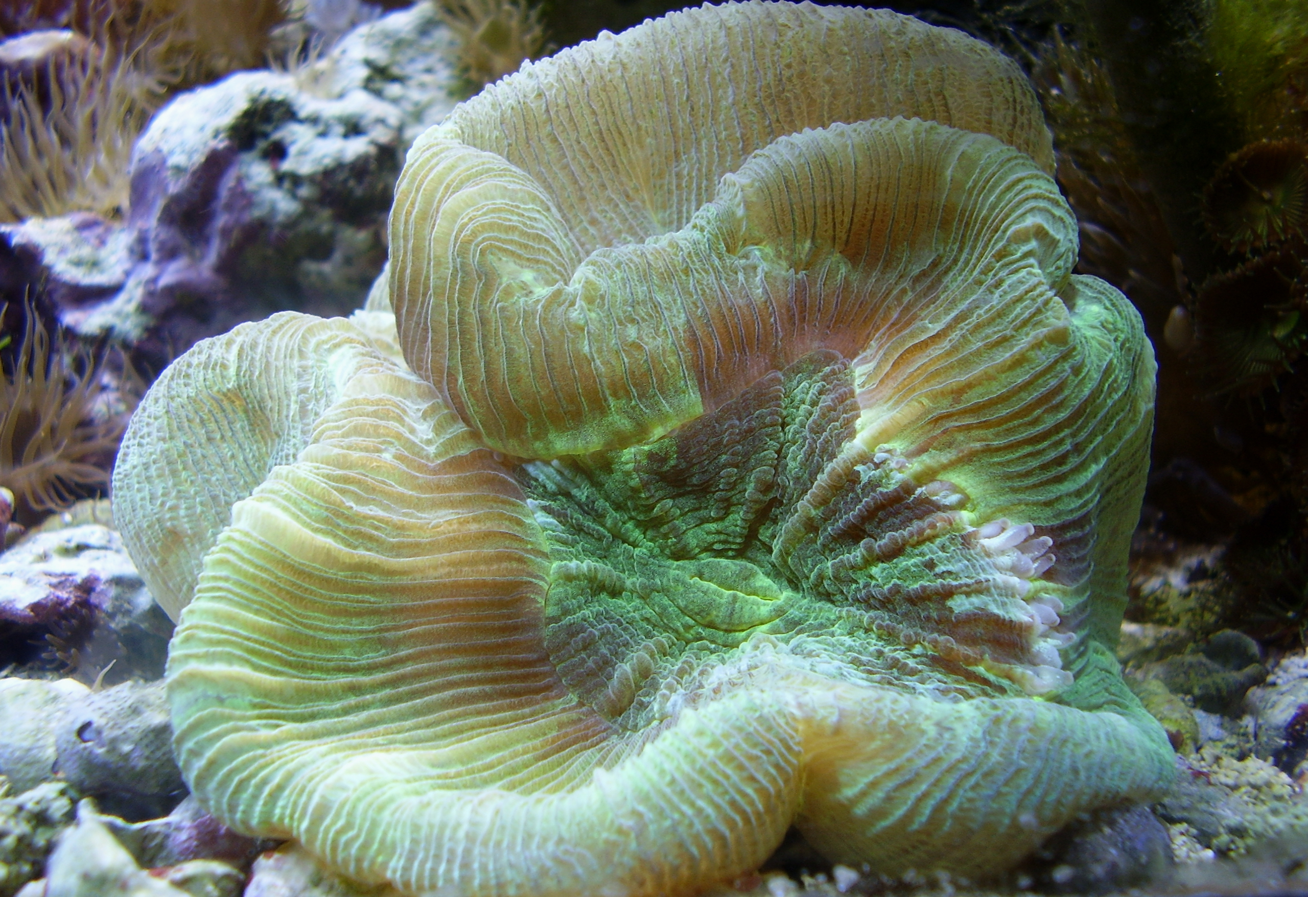 Halaszthatatlan a mélytengeri koralloázisok védelme