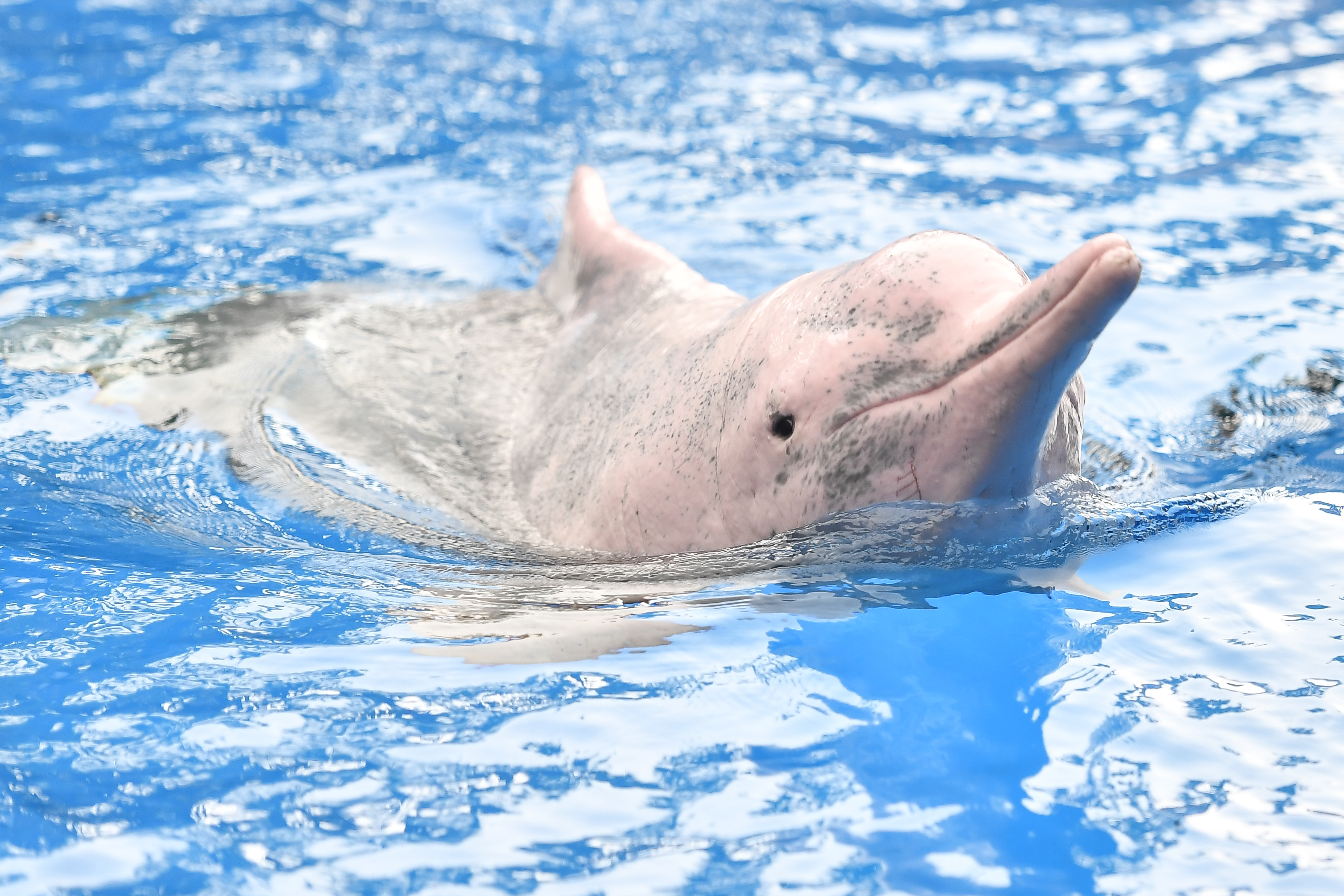 A járvány alatt visszatértek Hongkongba a fehér delfinek