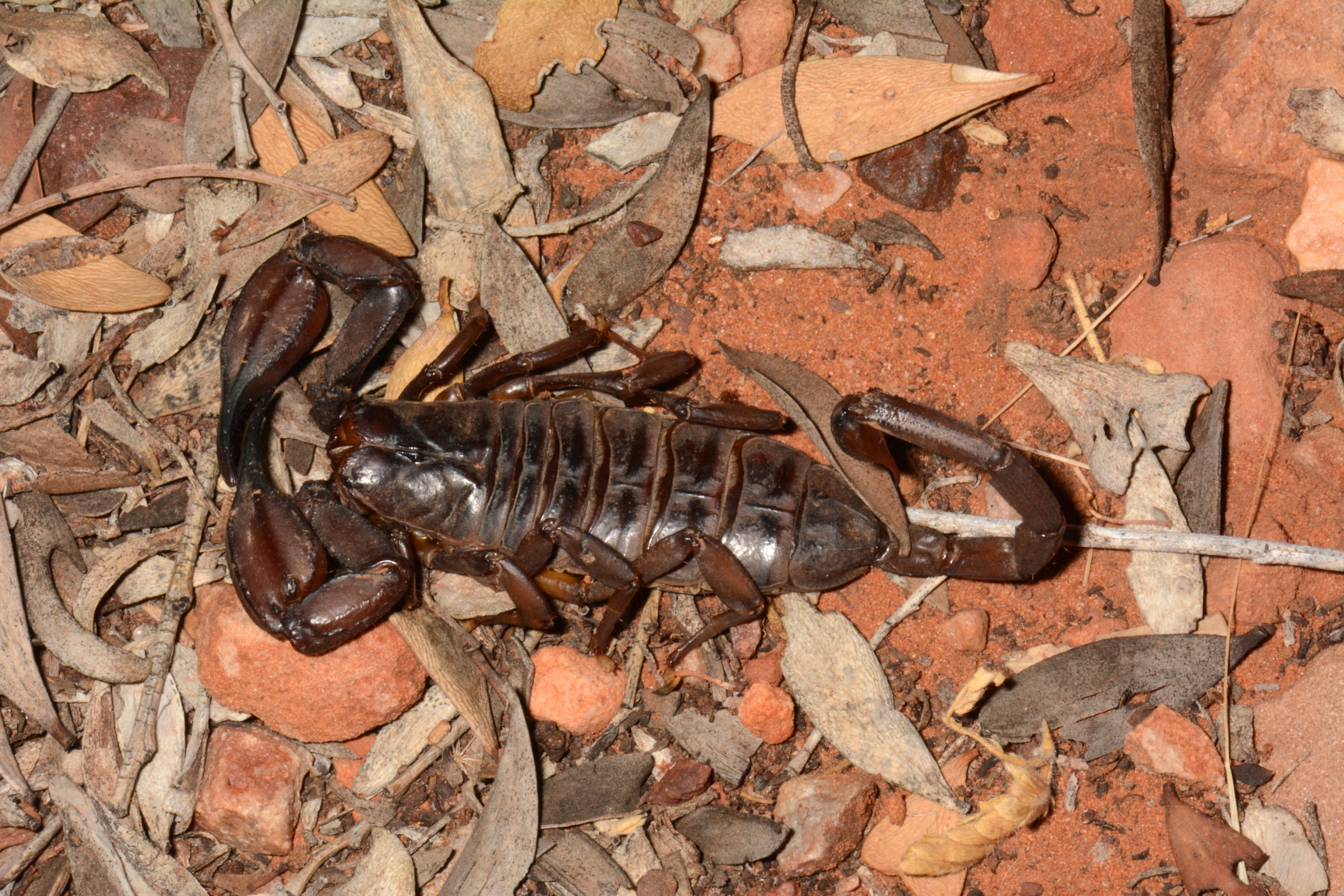 Ellepték a skorpiók Ausztráliát