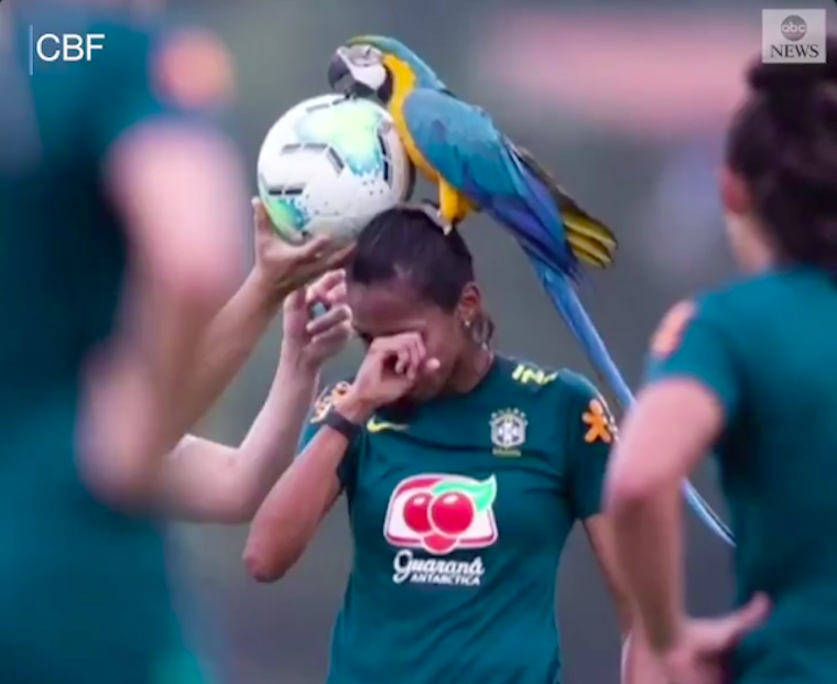 Leállt a brazil női válogatott edzőmeccse, mert egy istenverte nagy papagáj szállt rá egy játékos fejére
